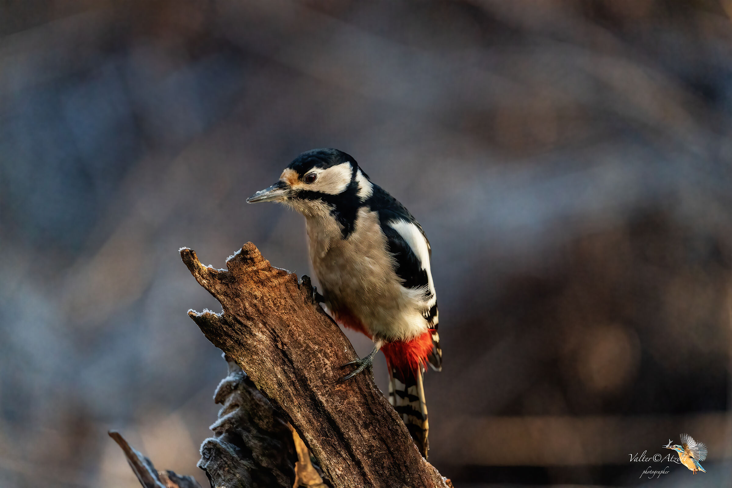 Greater red woodpecker
