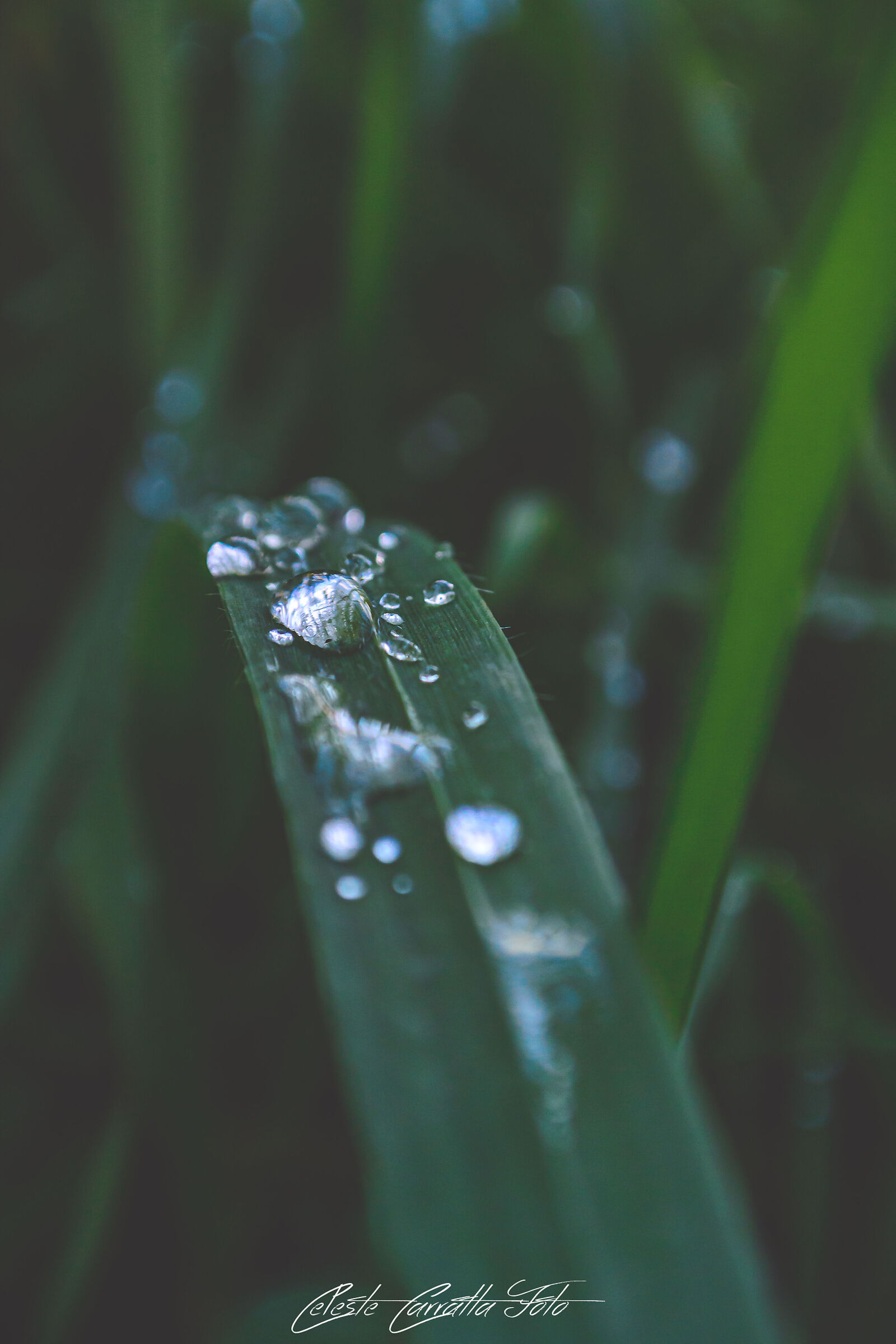 Gocce dopo la pioggia