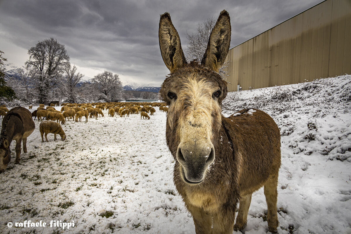 Portrait of "Mr. Donkey" on the Snow