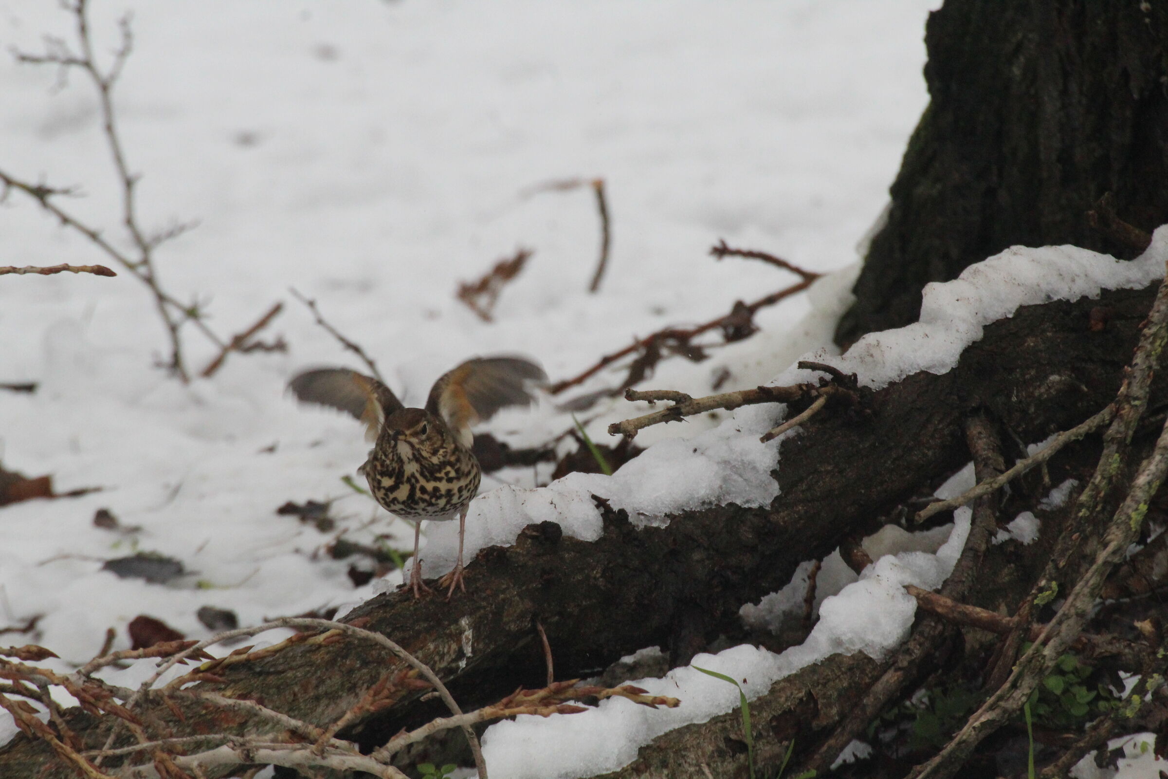 tordo bottaccio che sta per spiccare il volo