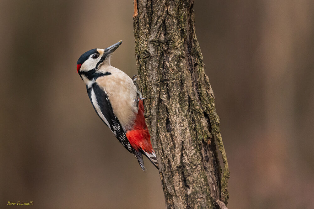 Greater red woodpecker