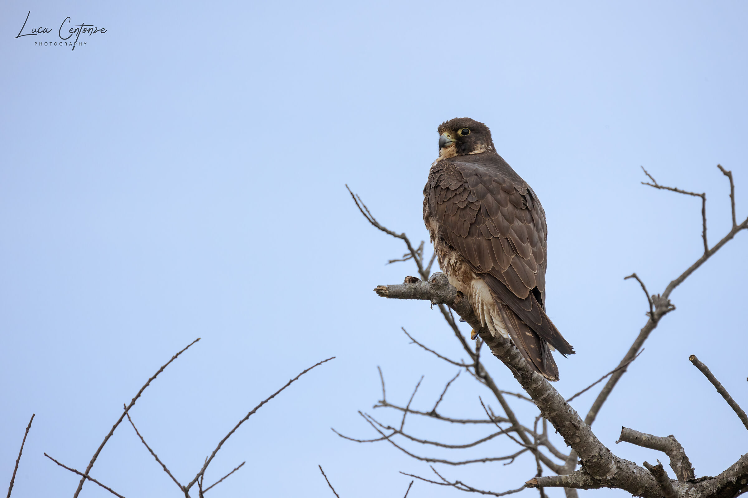 Test #2 Canon RF 800 f/11 (Falco Pellegrino)