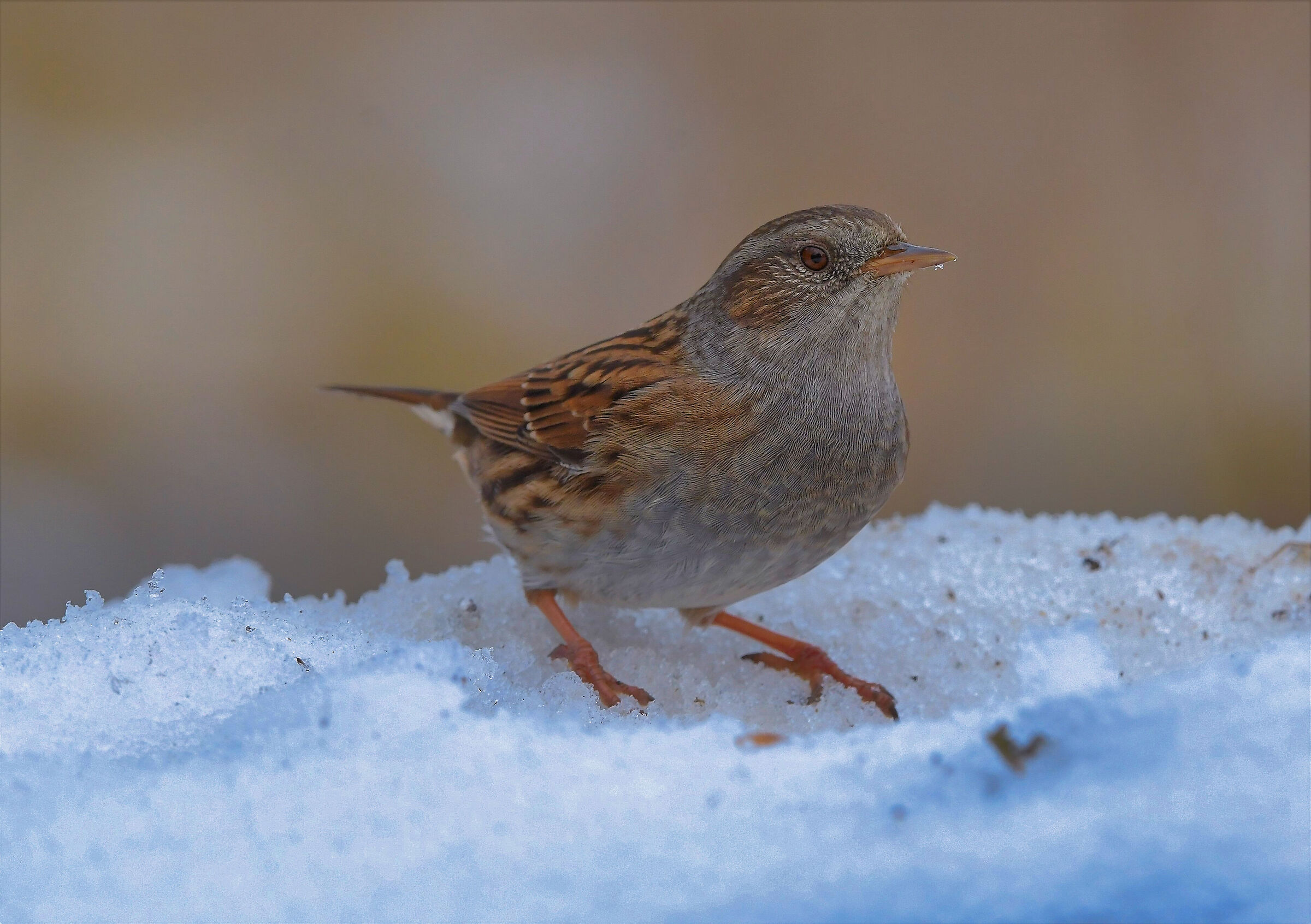 Con la neve si rivede la passera scopaiola