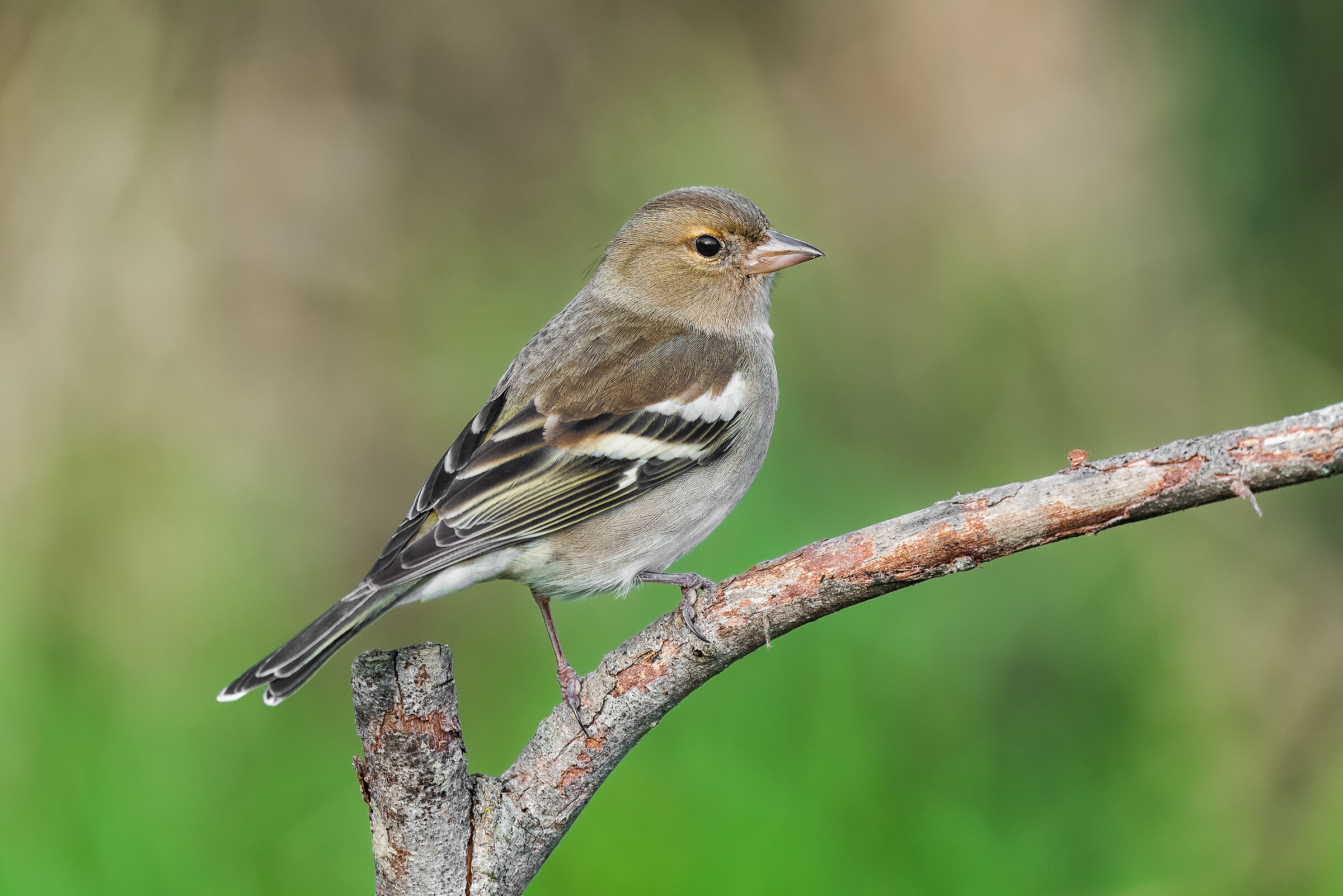 female finch