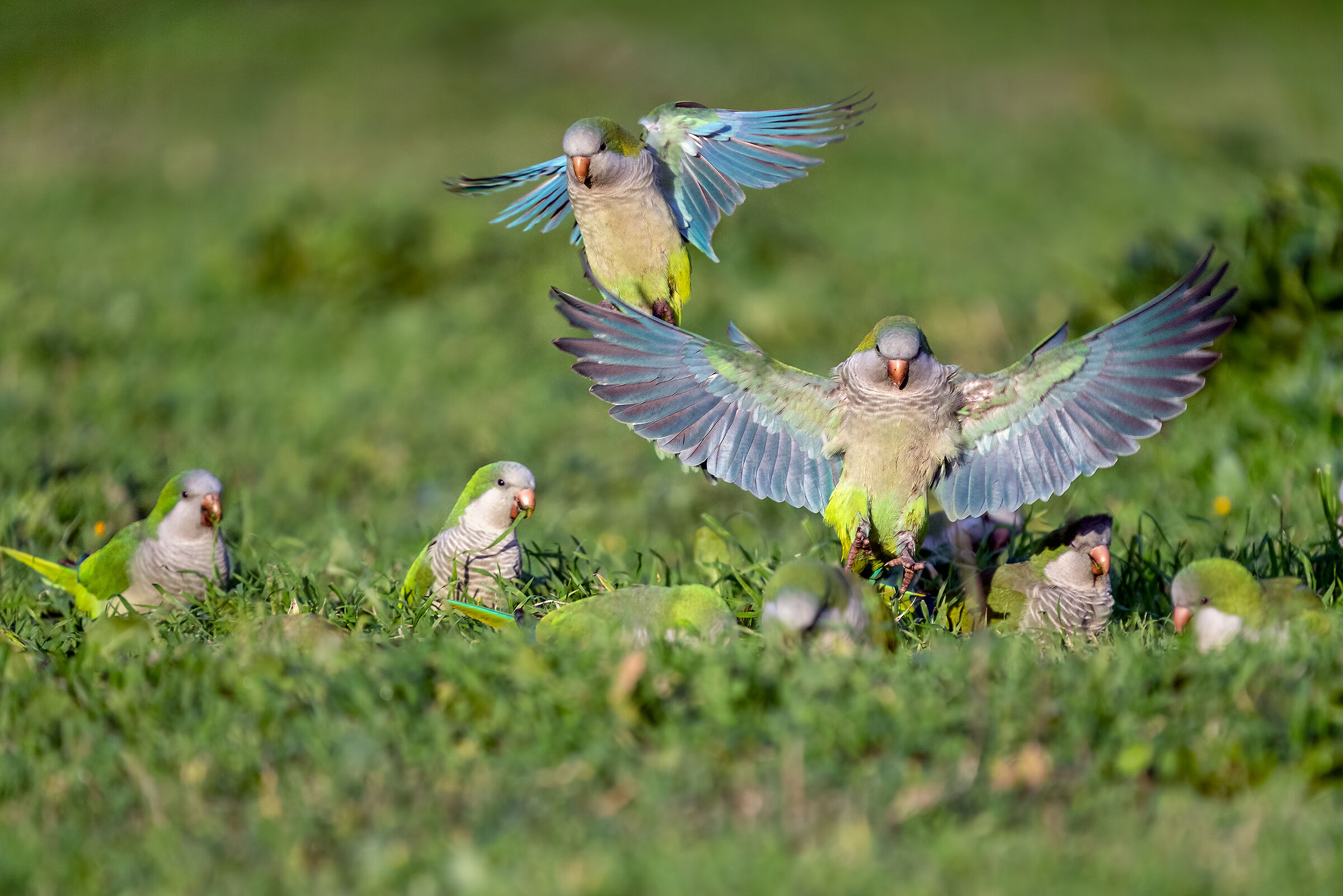 Consumatori primari - Parrocchetti monaci