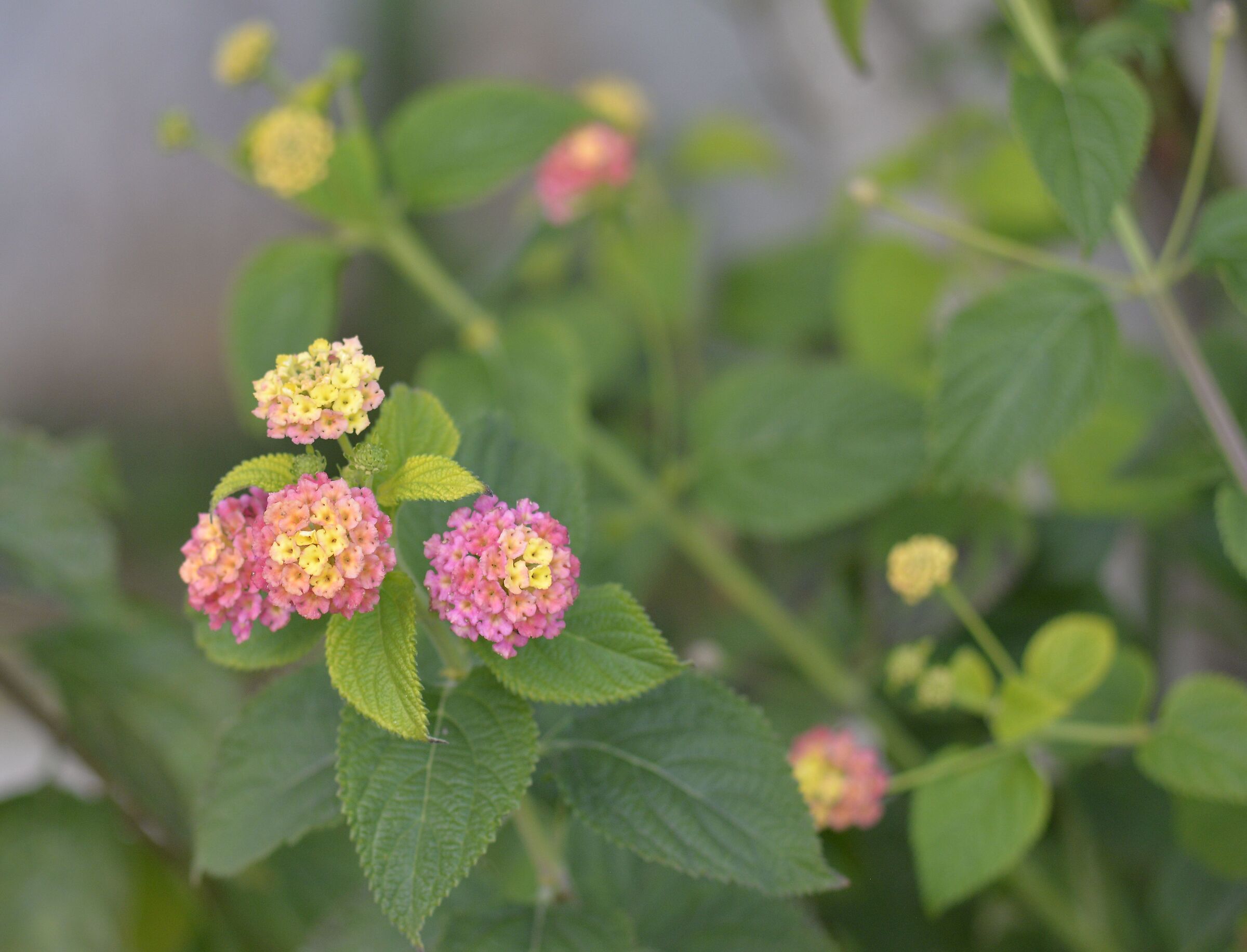 Nikon Test 135 3.5 AI-S