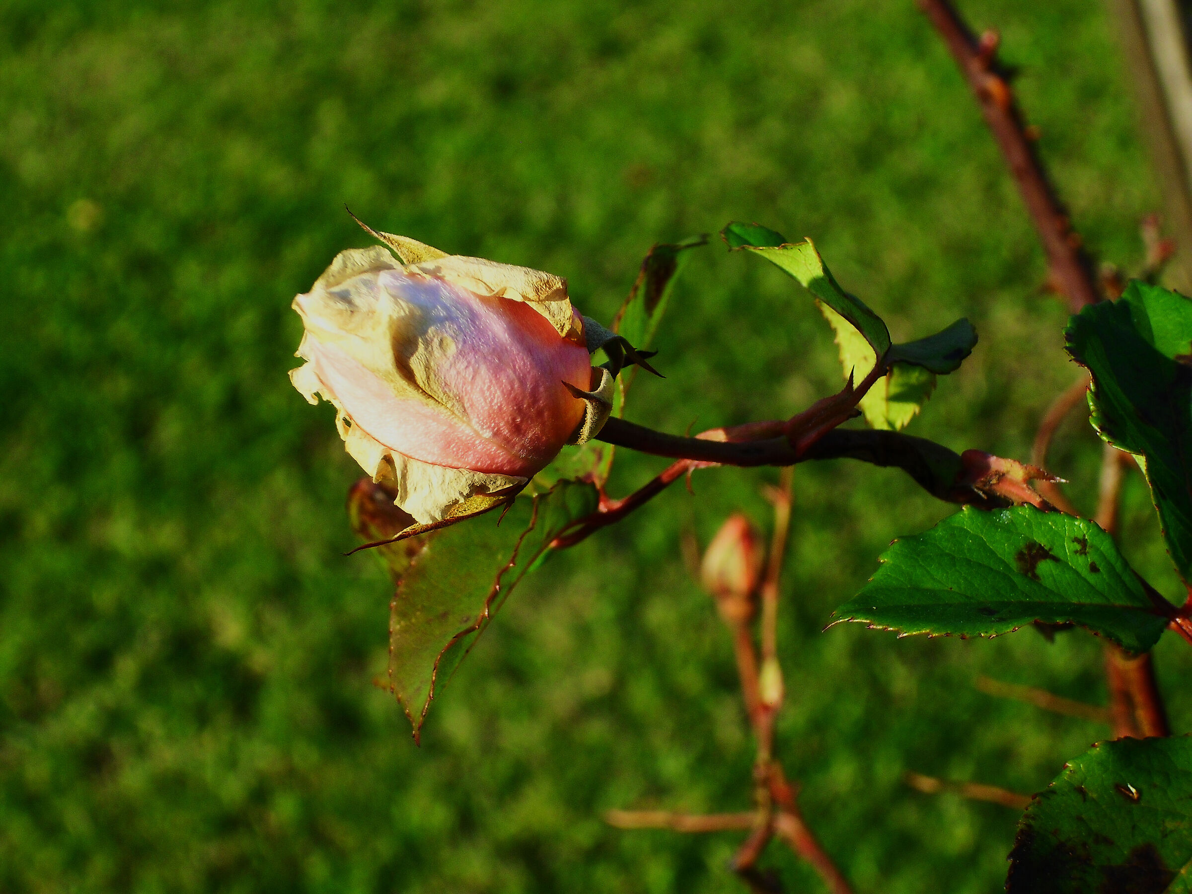 Untitled Photo