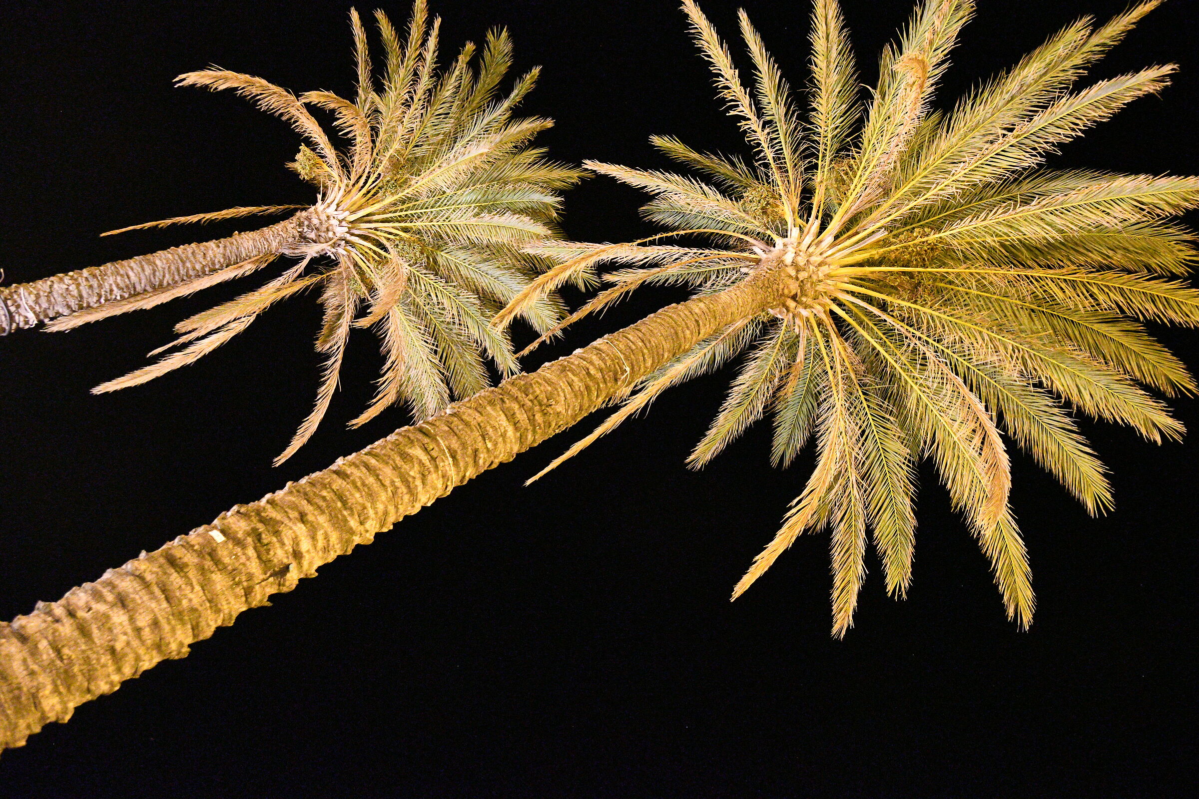 Palm trees in S. Antioco (South Sardinia)