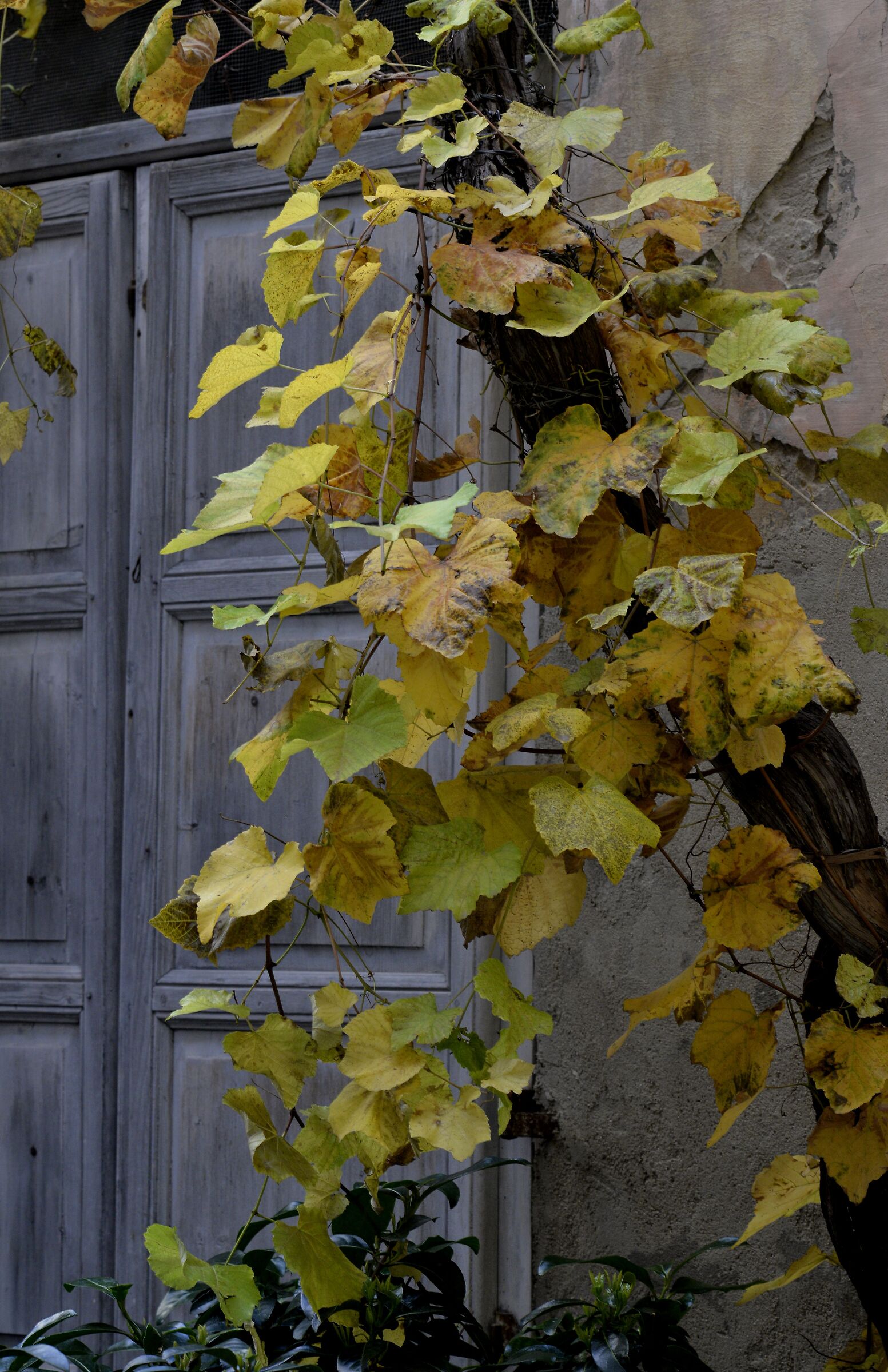 Nikon test 135 f 3.5 AI-S