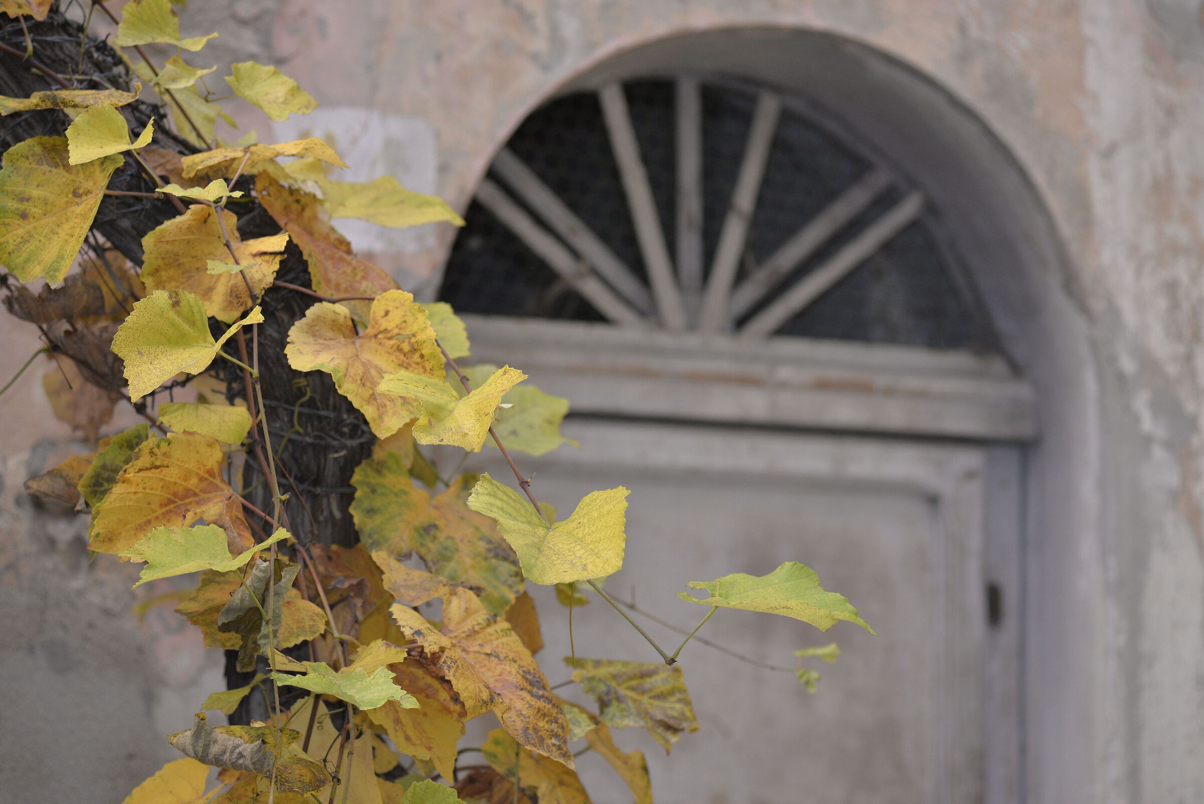 Nikon test 135 f 3.5 AI-S