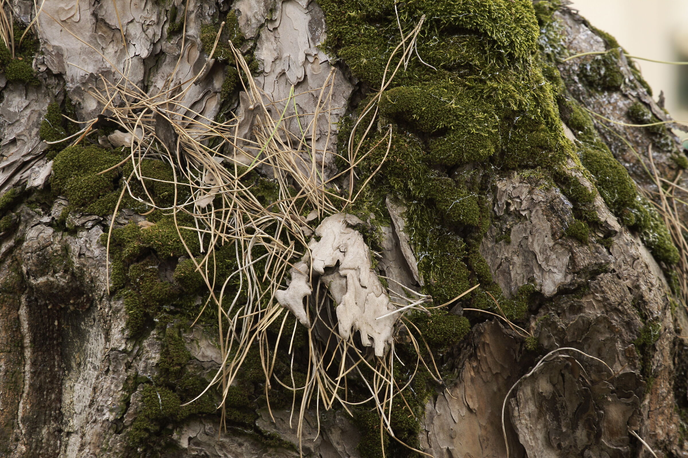 test regolazione fine AF sigma 300 f4 apo   1