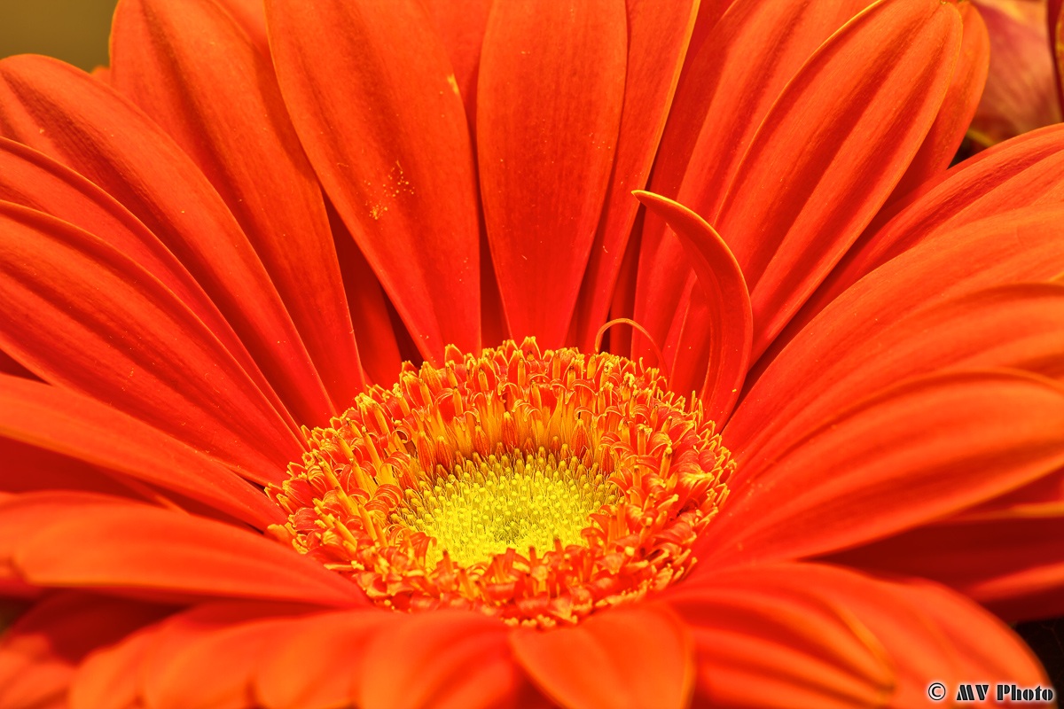 Gerbera