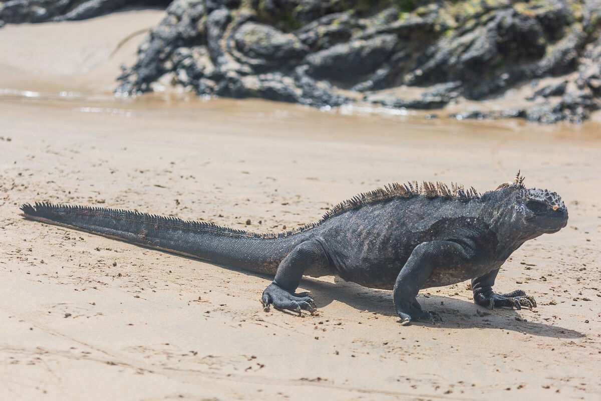 Amblyrhynchus cristatus