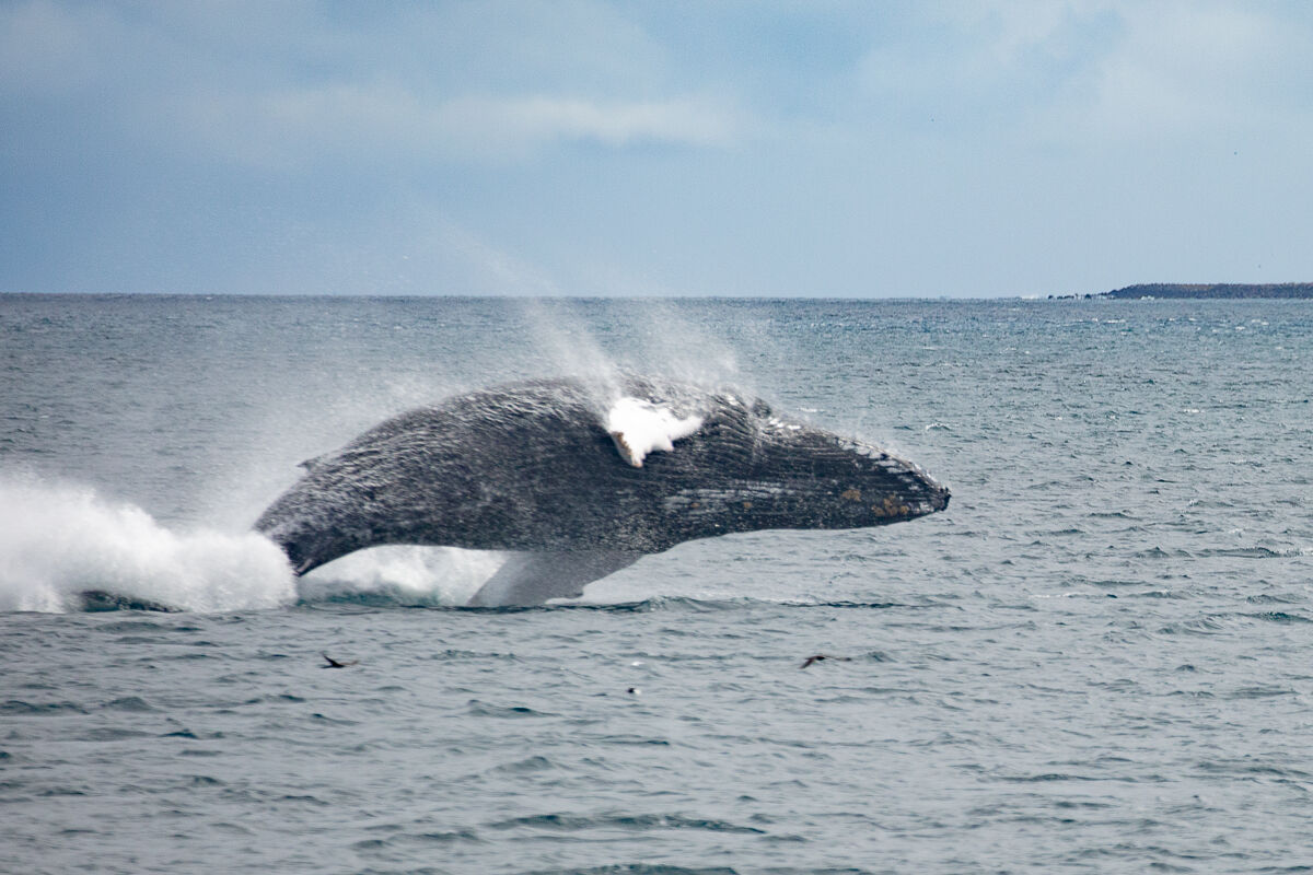 megattera delle galapagos lontanissima
