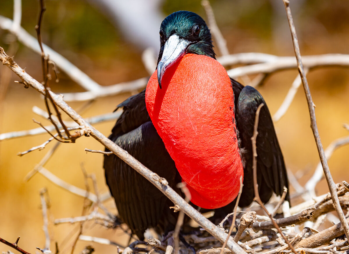 fregata magnificens  maschio in corteggiamento