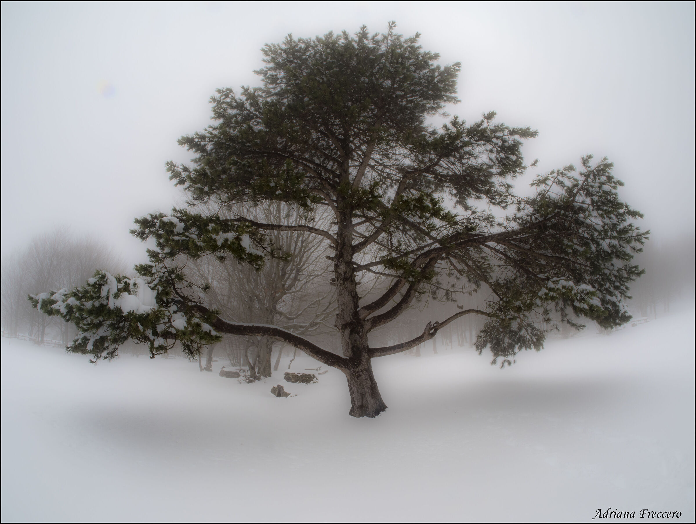 Untitled Photo
