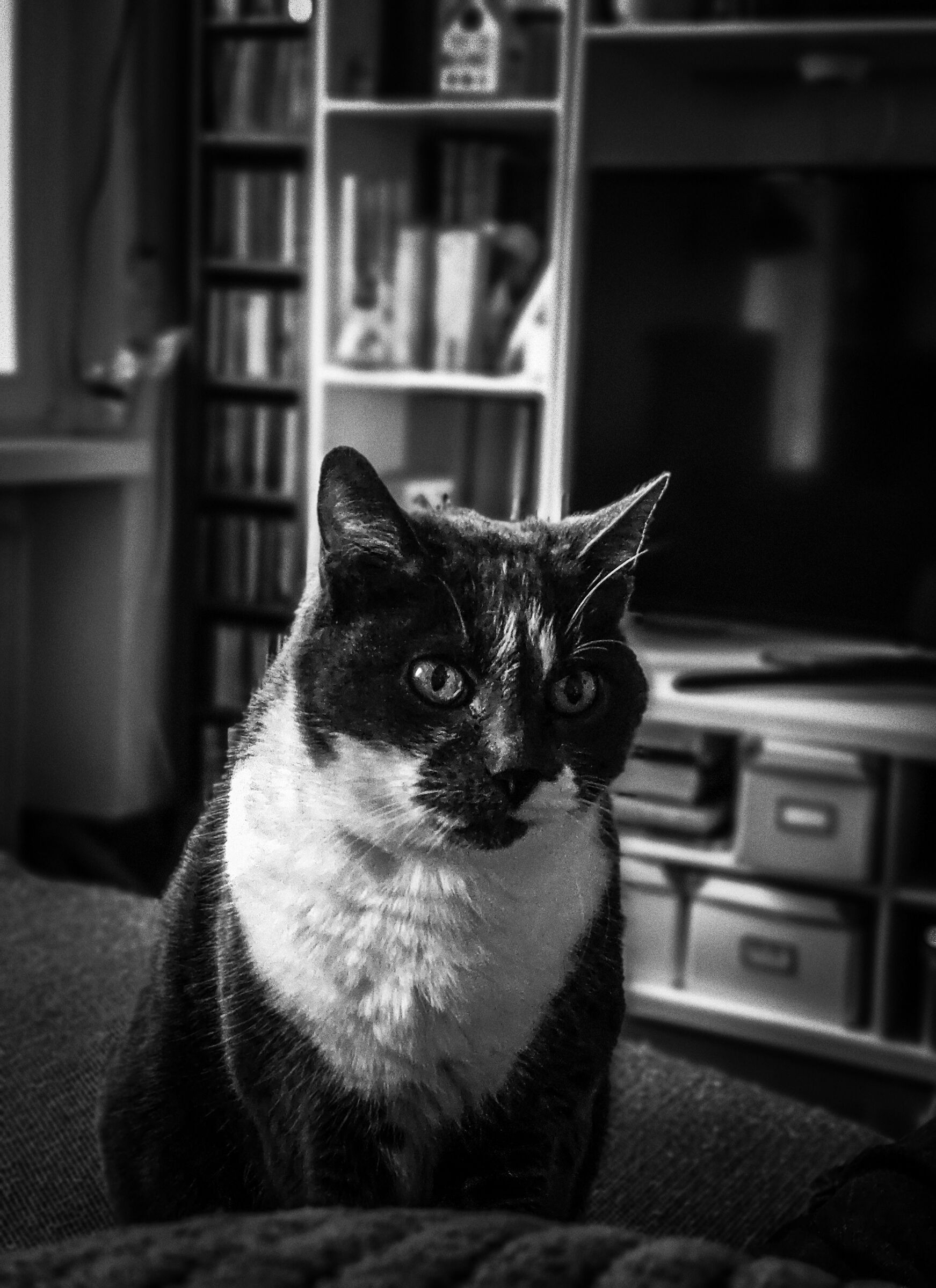 Felipe the cat with the imifying bib