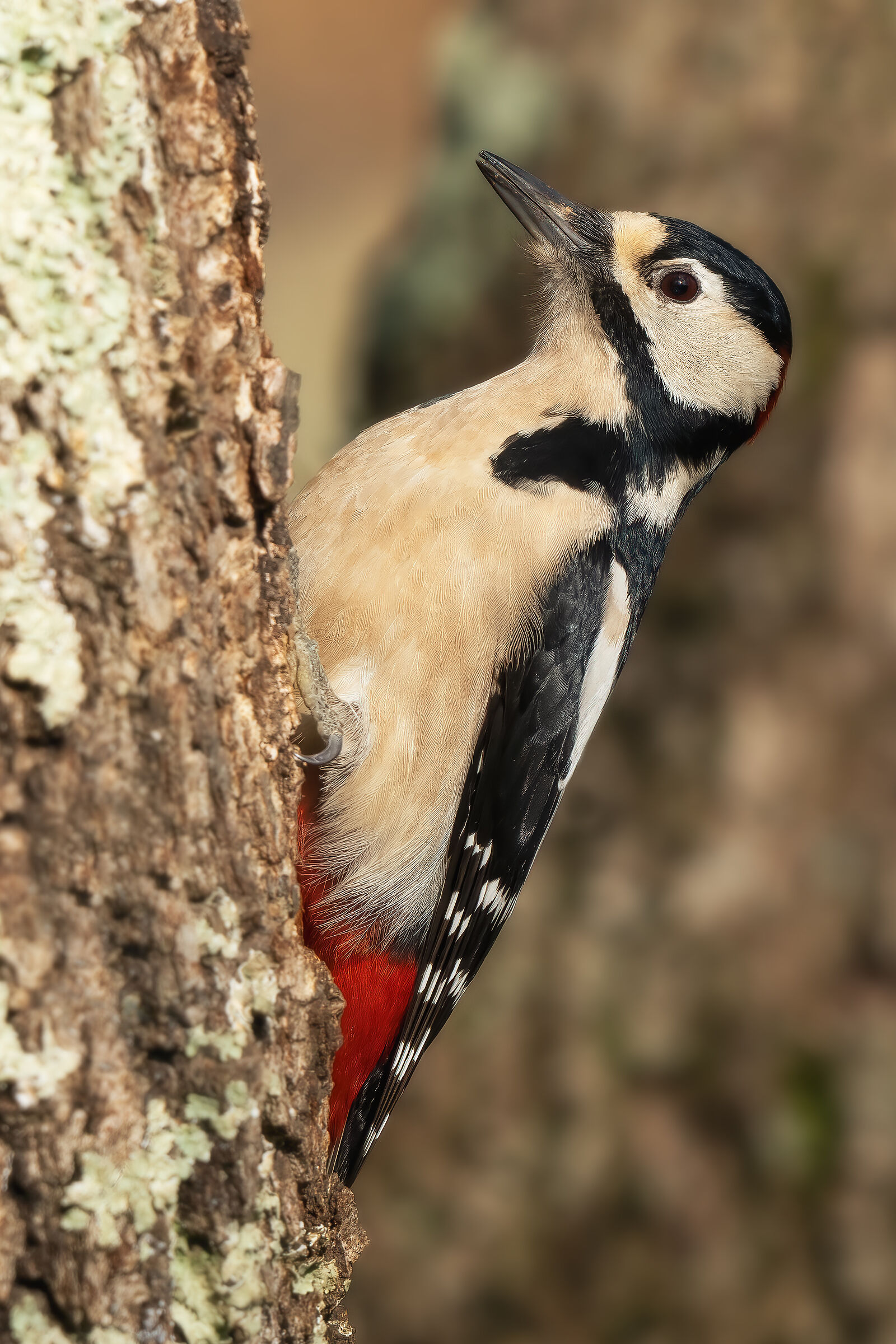 Greater red woodpecker