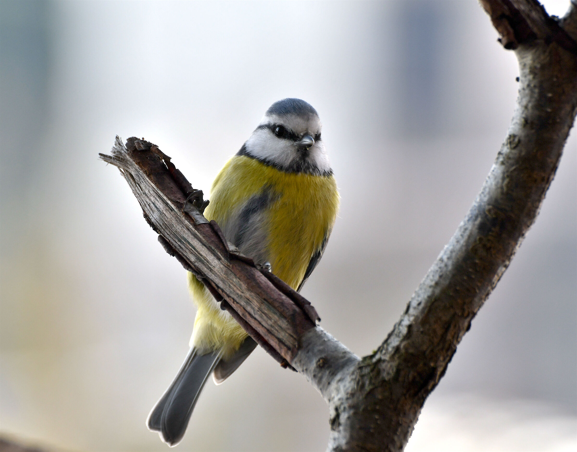 Cinciarella "di famiglia"