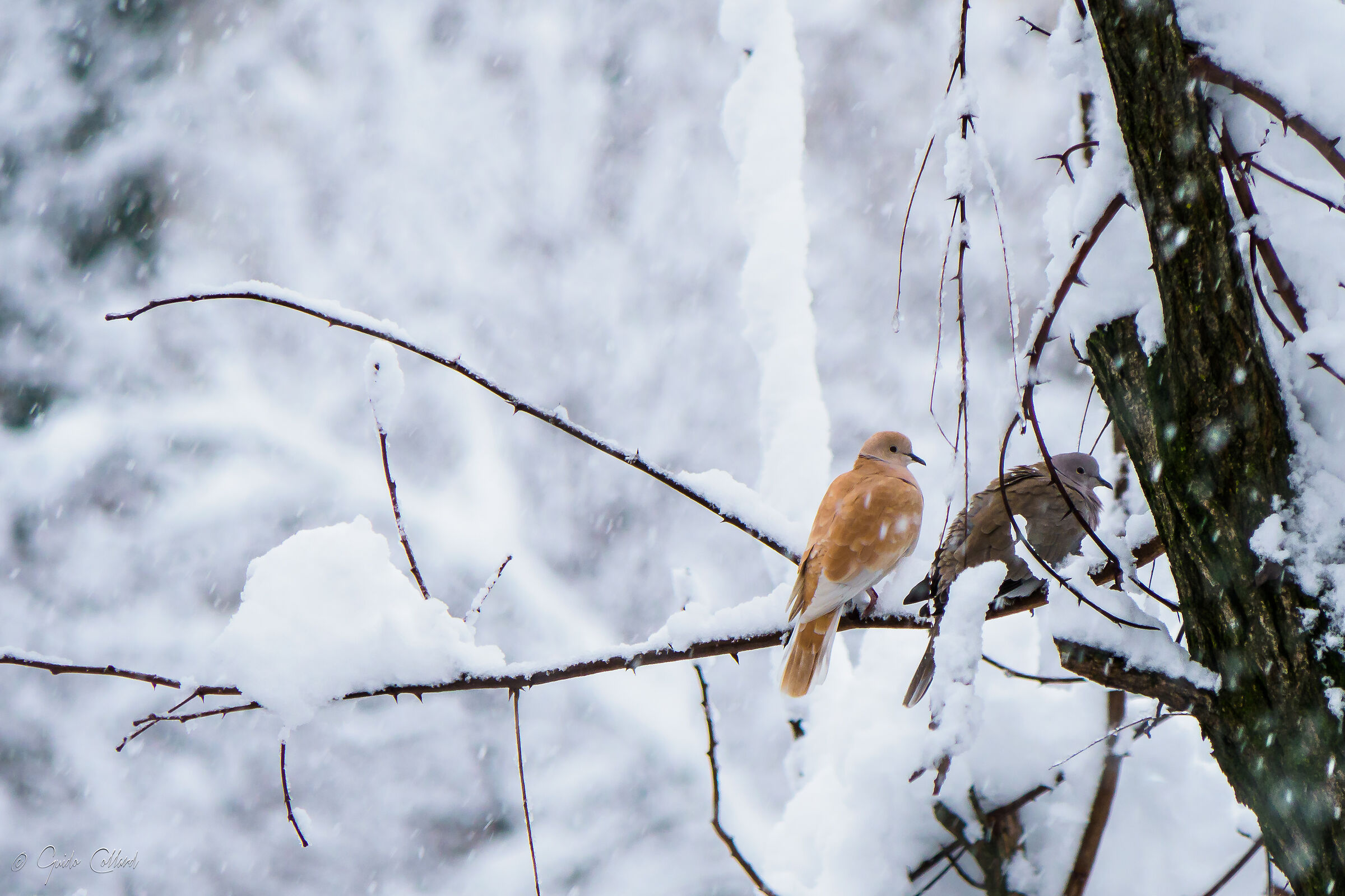 In pairs under the snow