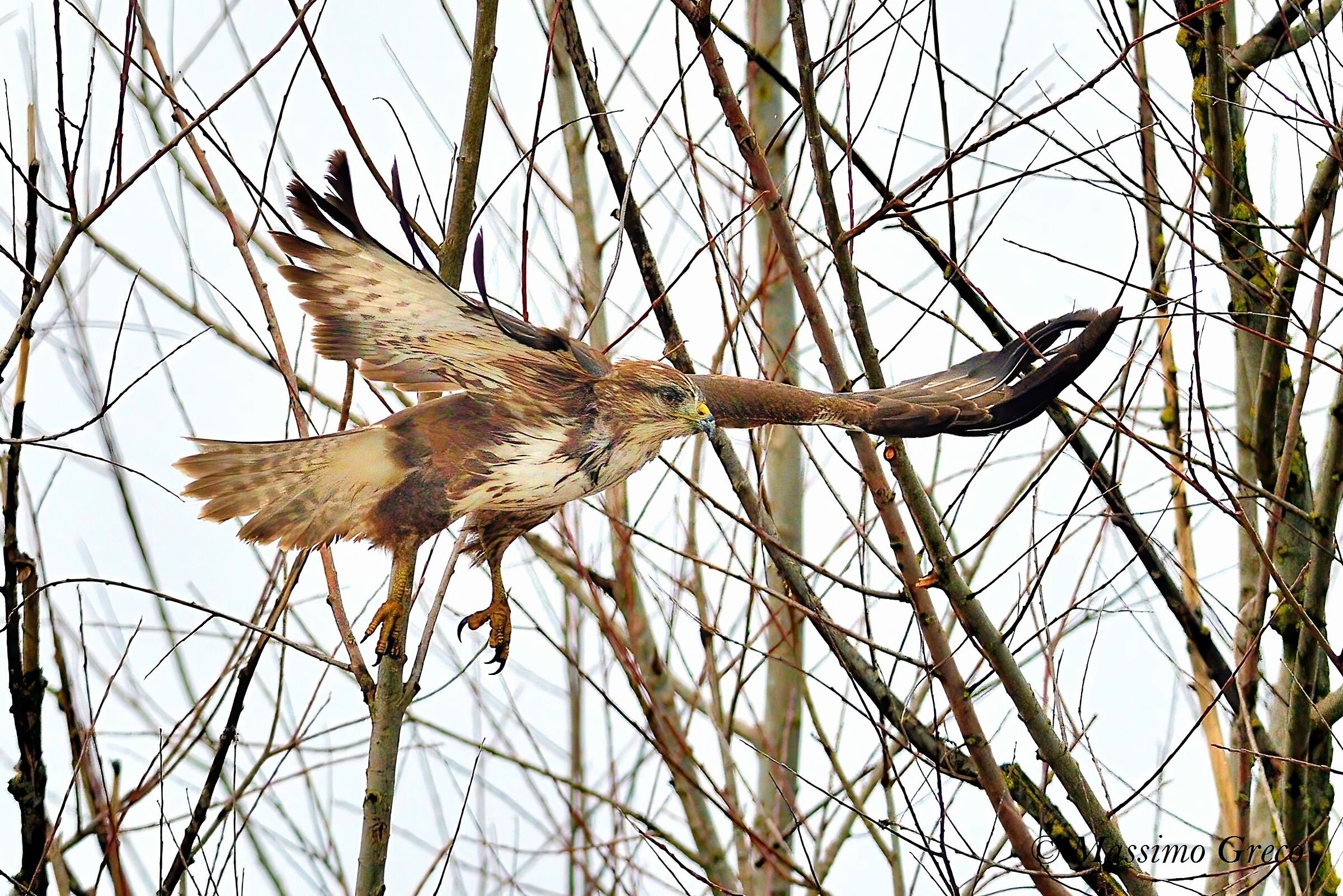 Poiana comune (Buteo buteo)
