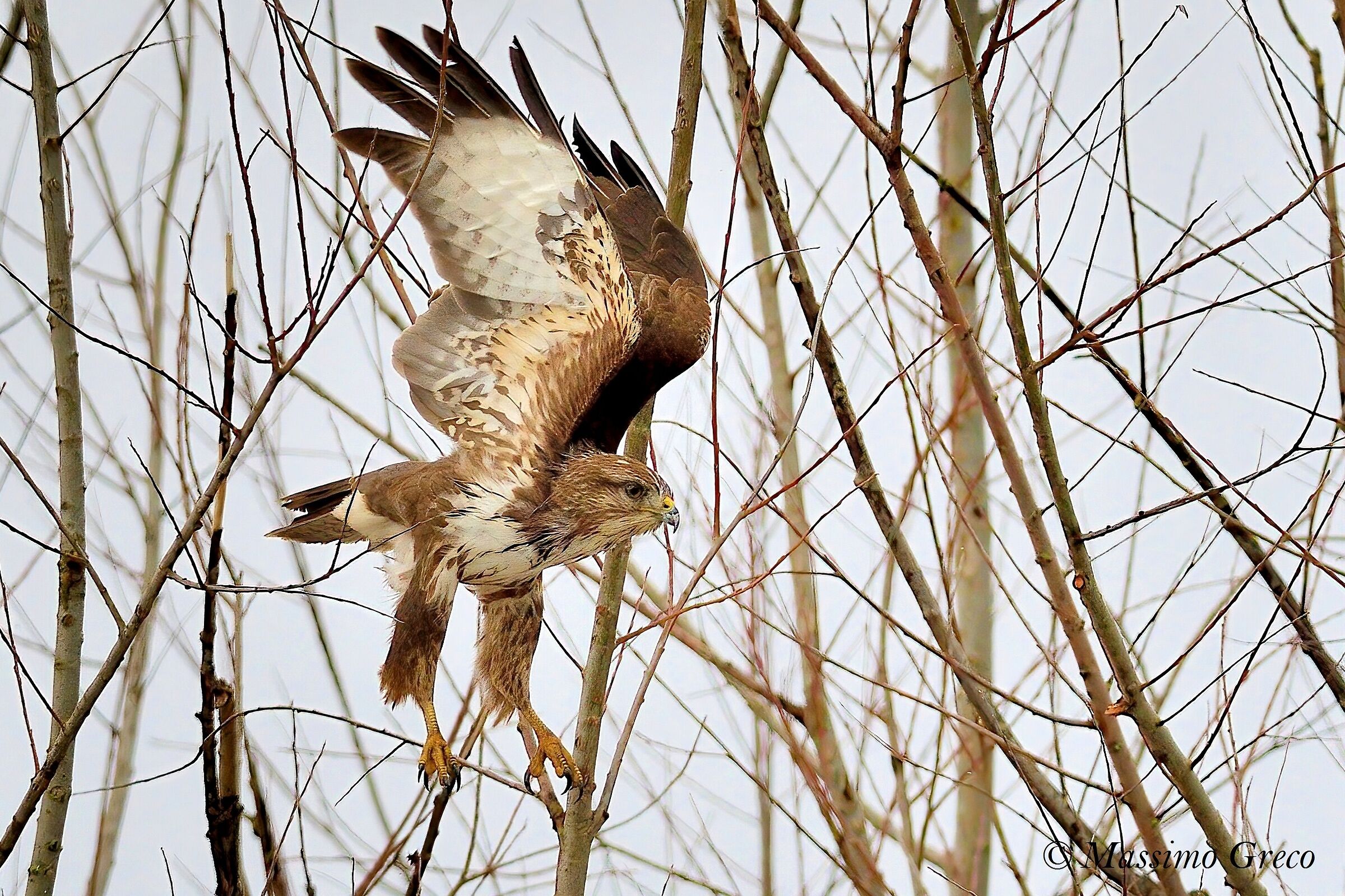 Poiana comune (Buteo buteo)