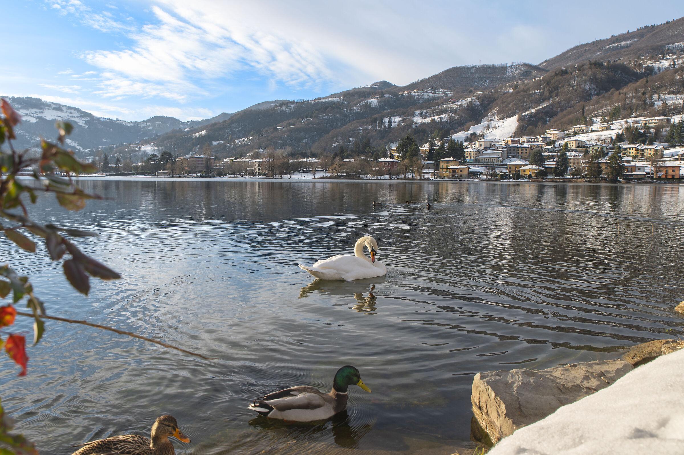 Lago d'inverno - Cigno
