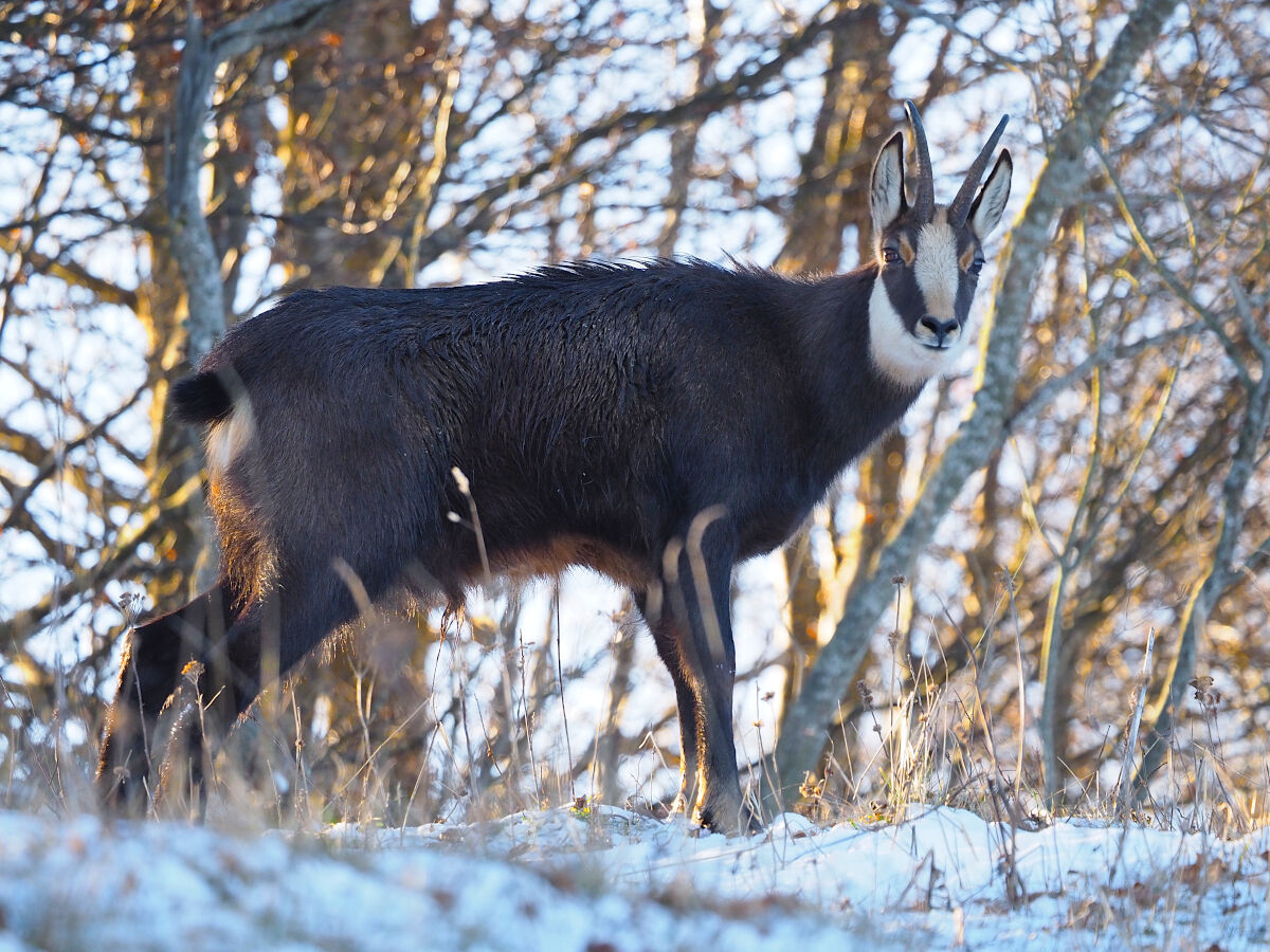 Compagno di sentiero all'imbrunire