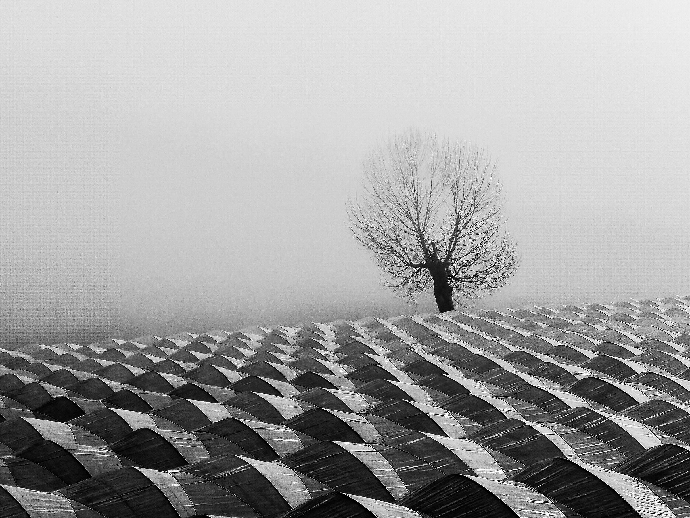 coltivazioni in serra con albero