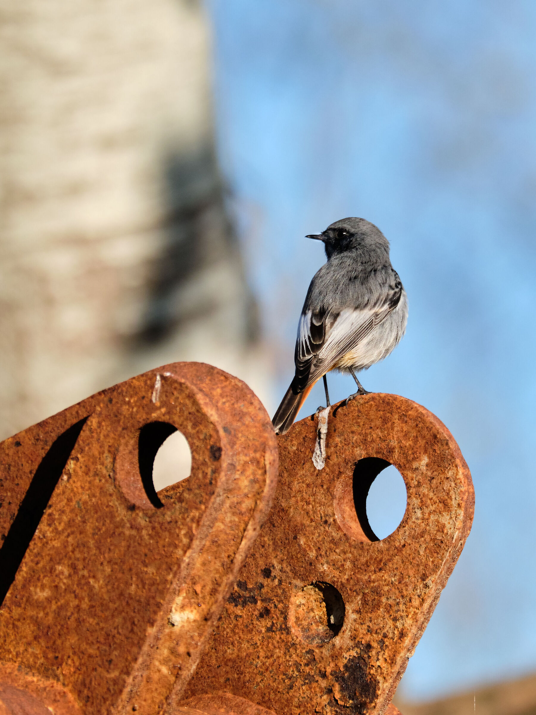 Codirosso spazzacamino