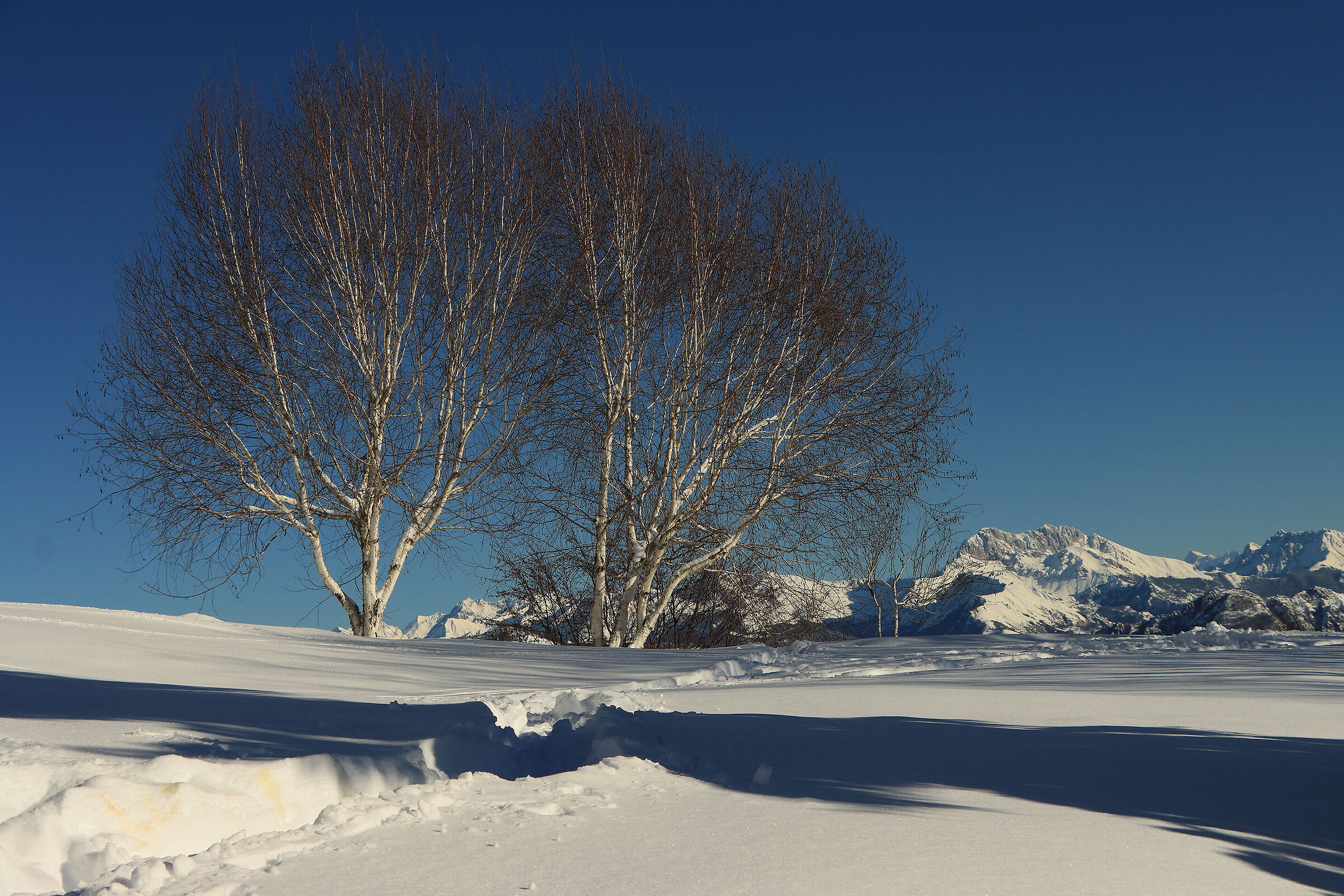 birches and presolana