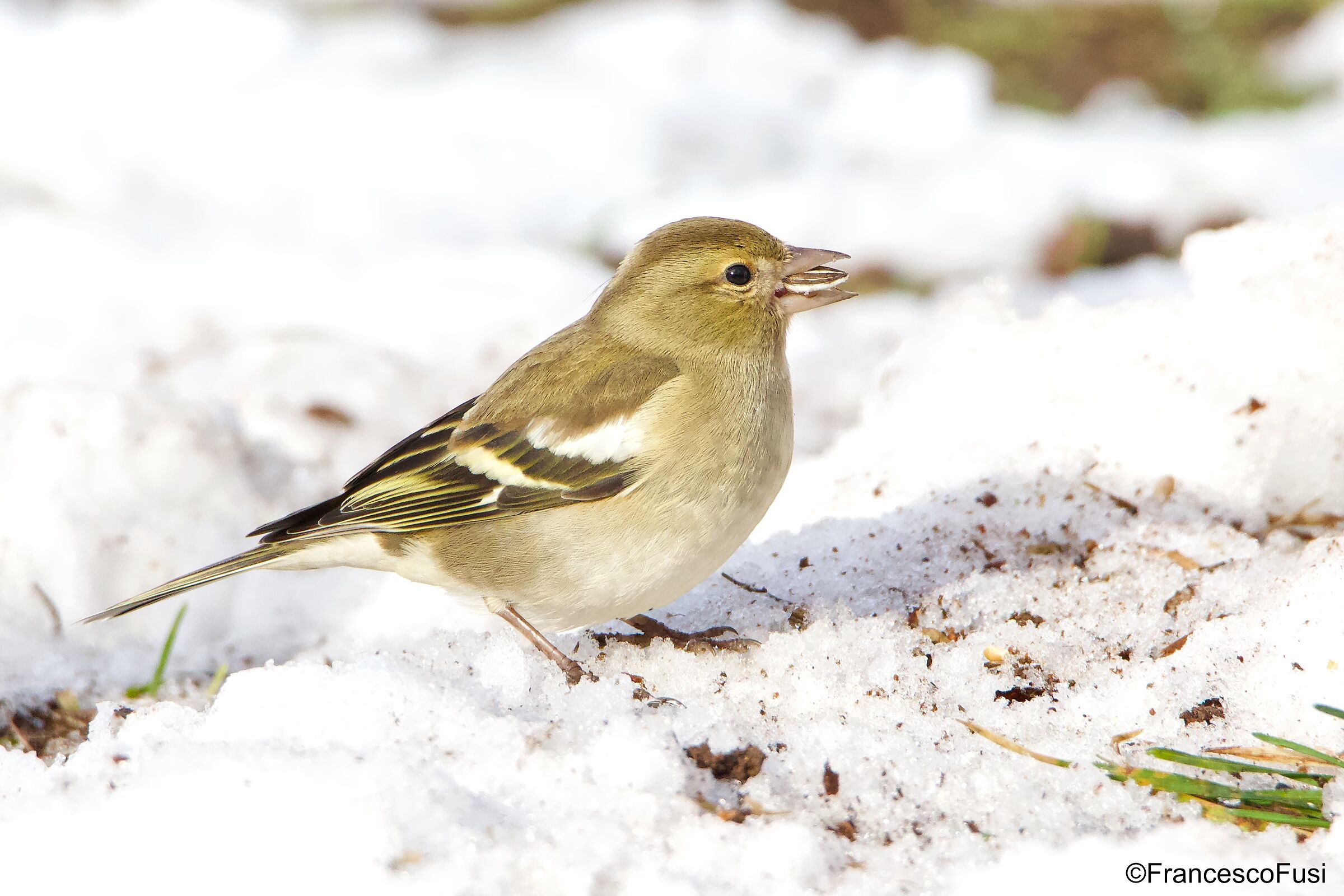 Female finch