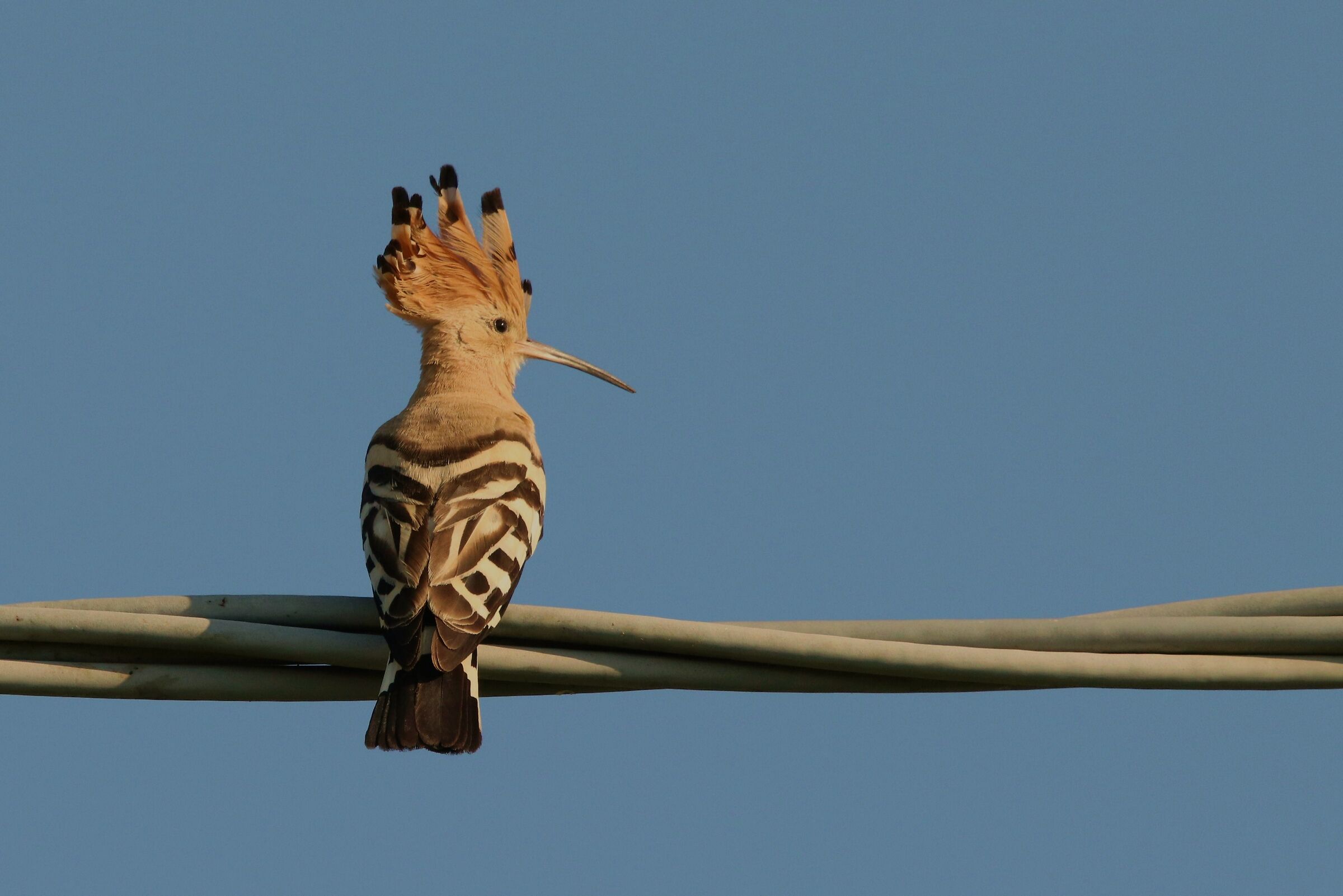 Hoopoe