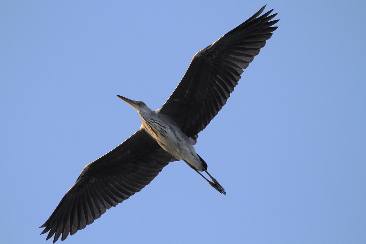 heron