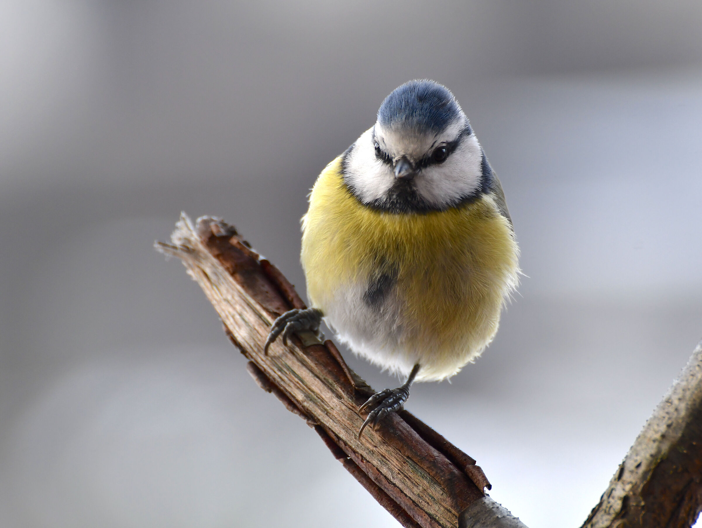 Cinciarella di fine anno