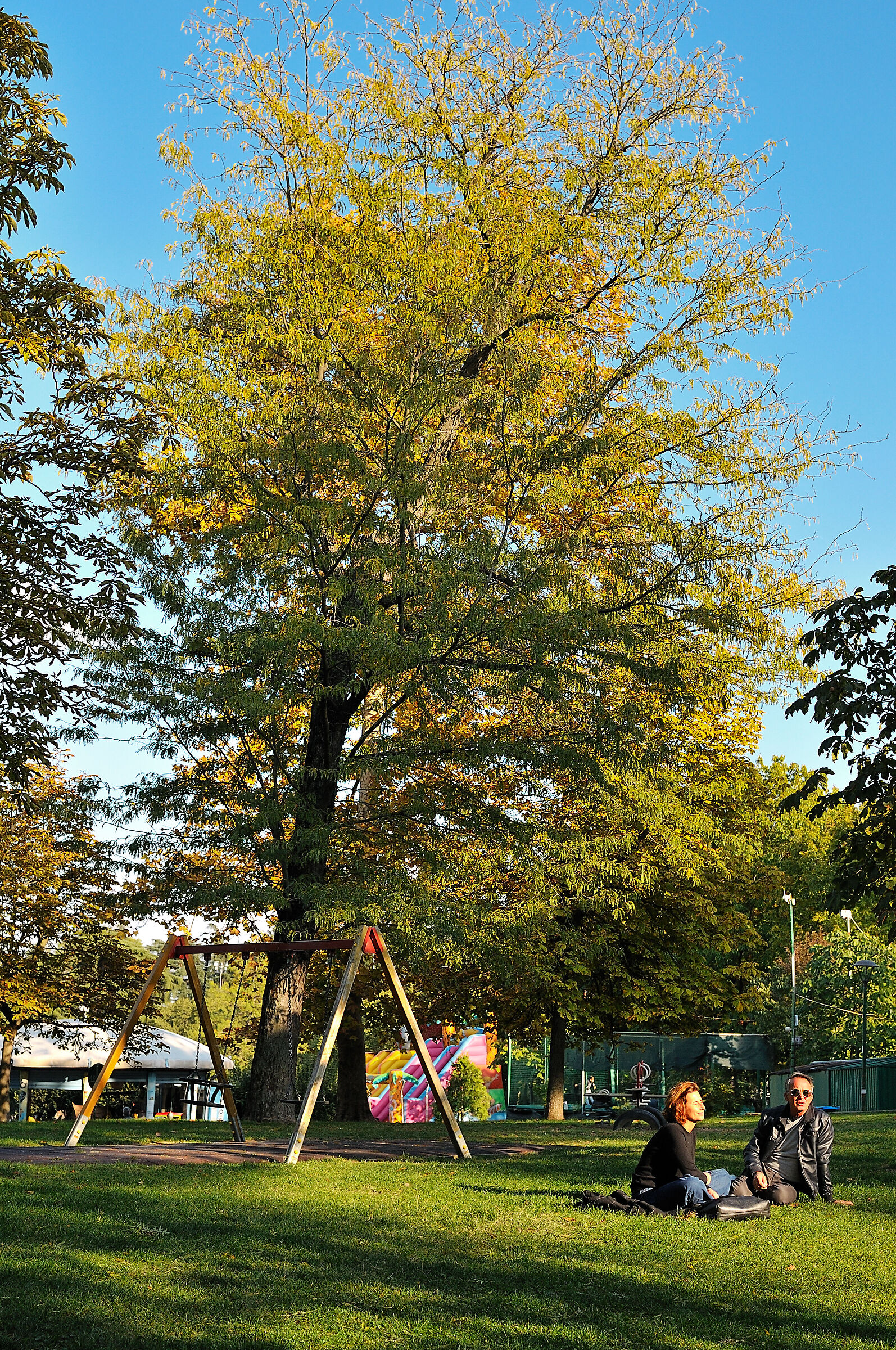Albero