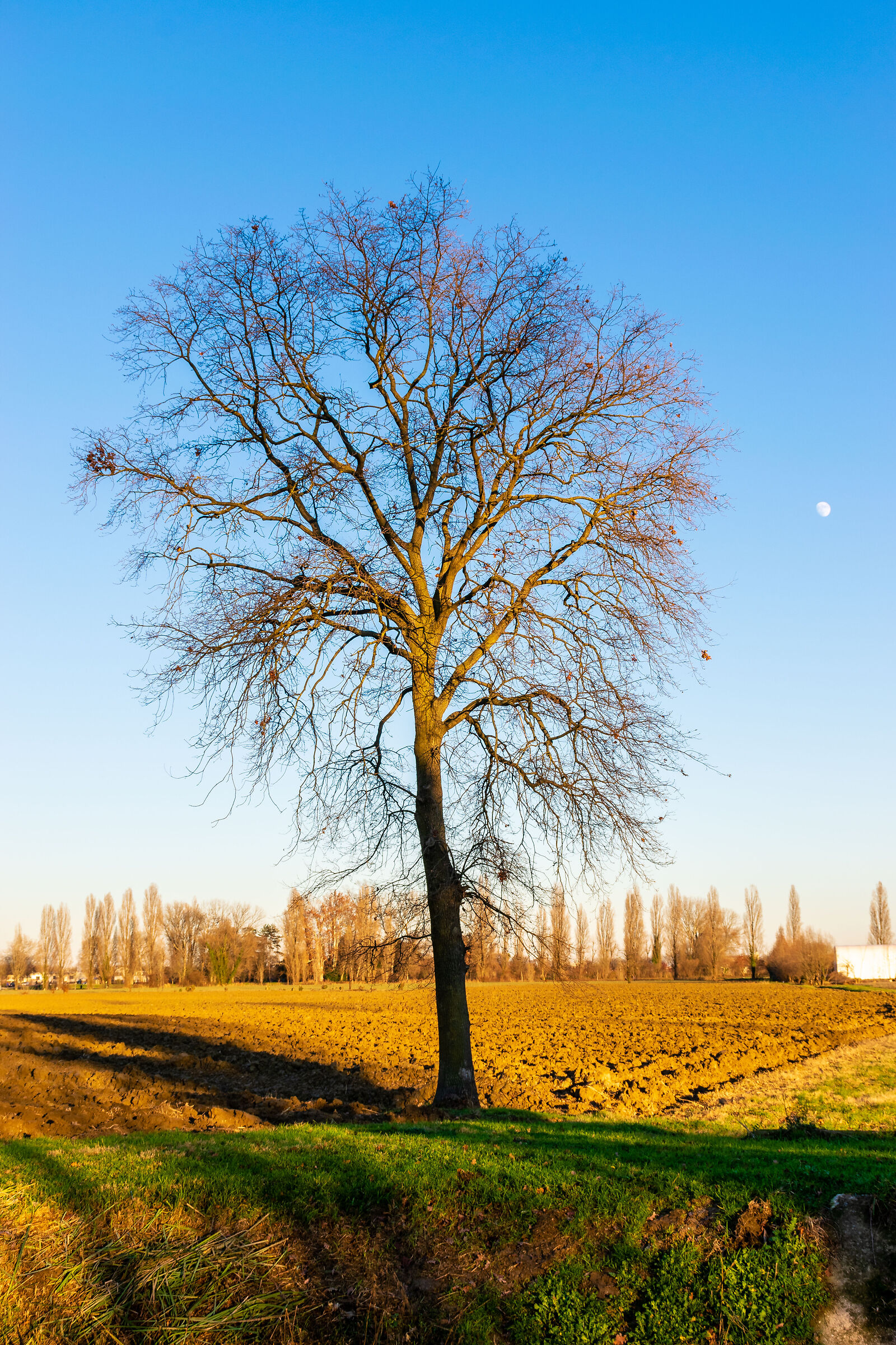 The tree and the moon
