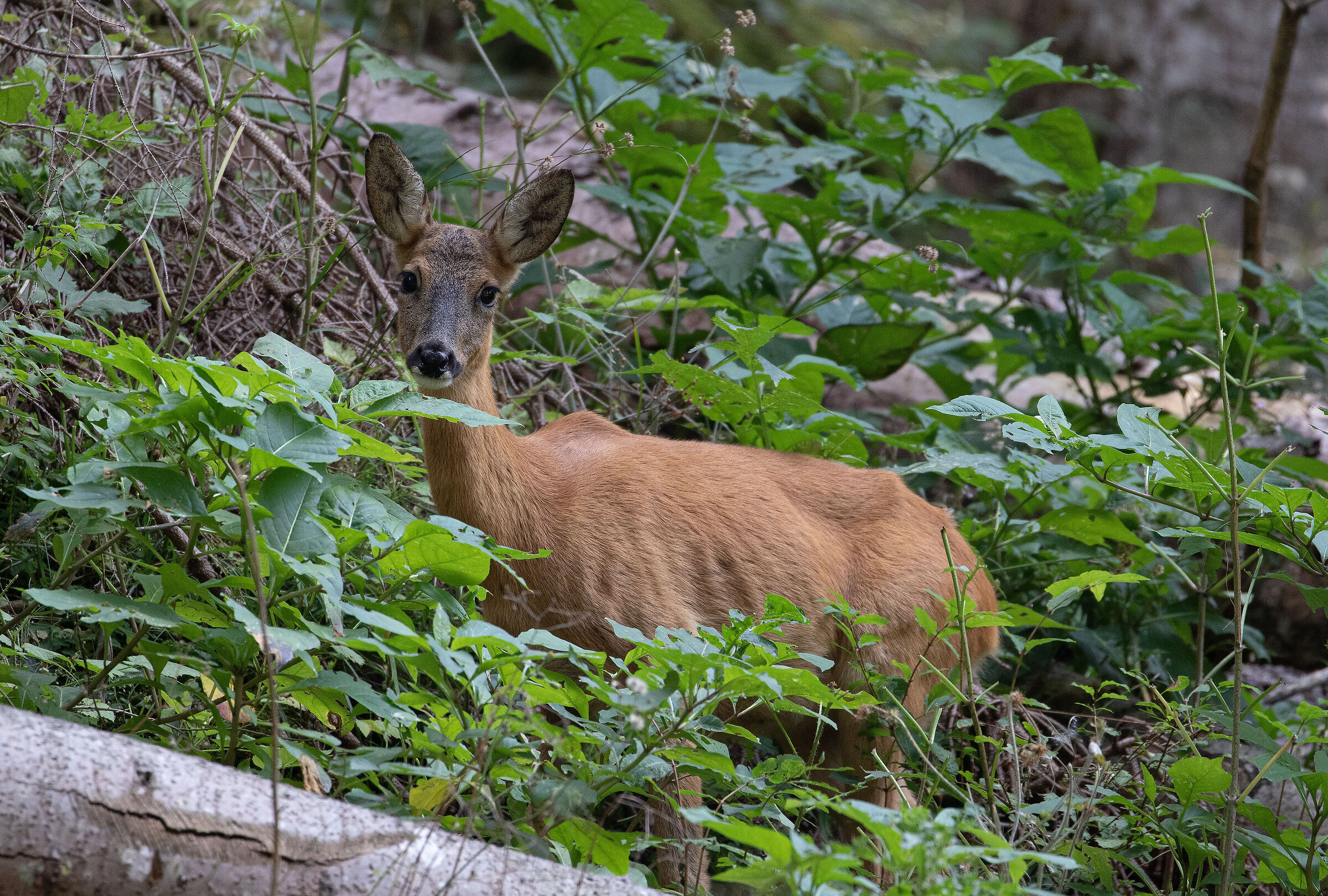 Capriolo nel bosco