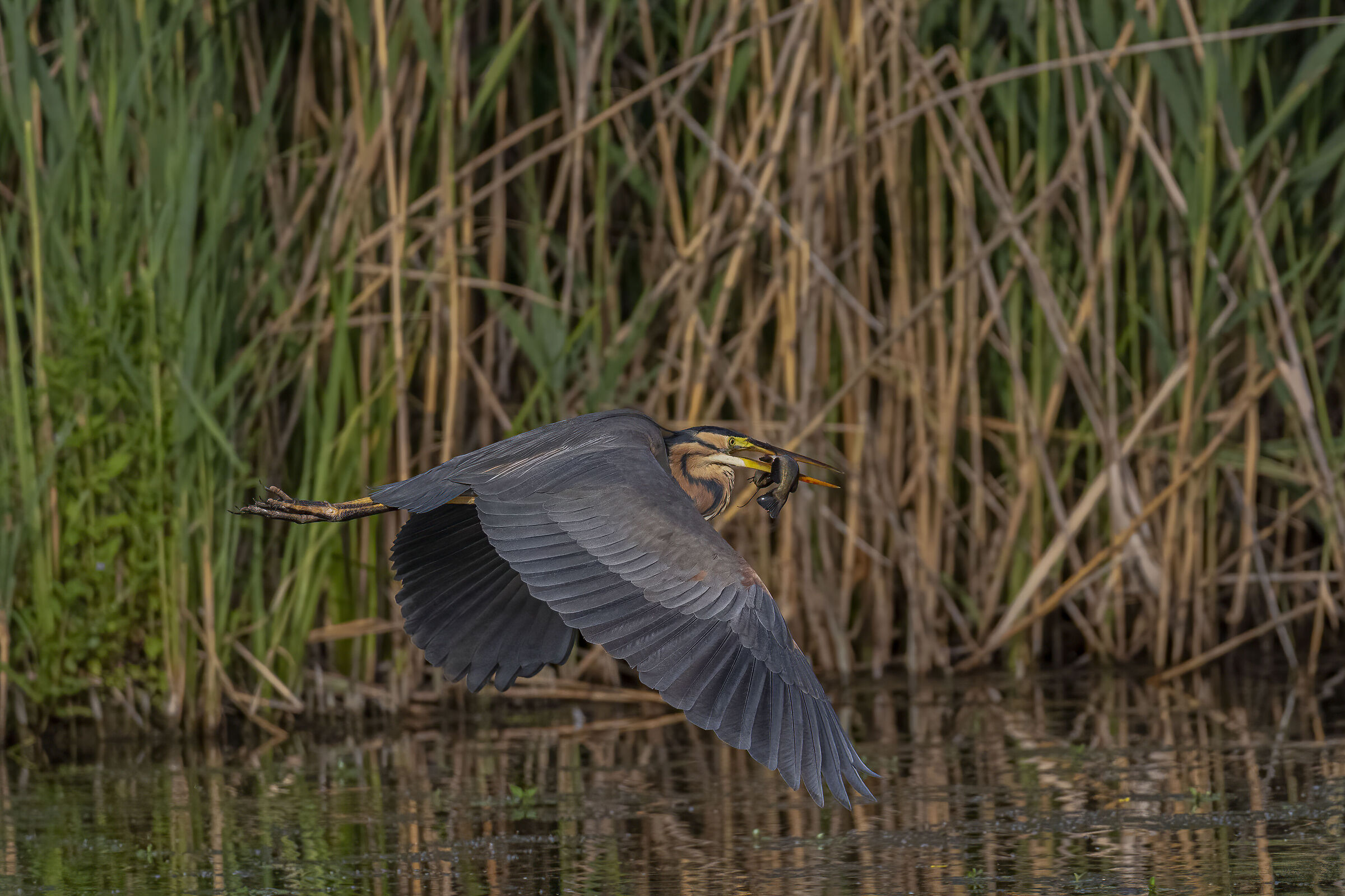 airone rosso con pesce gatto