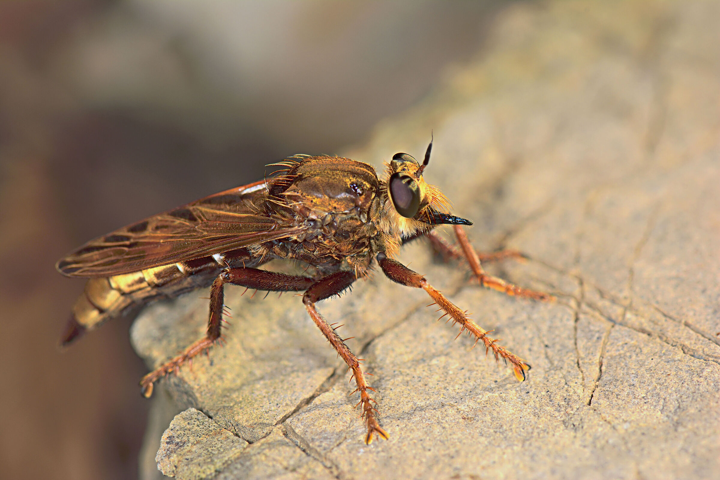 asilus crabroniformis