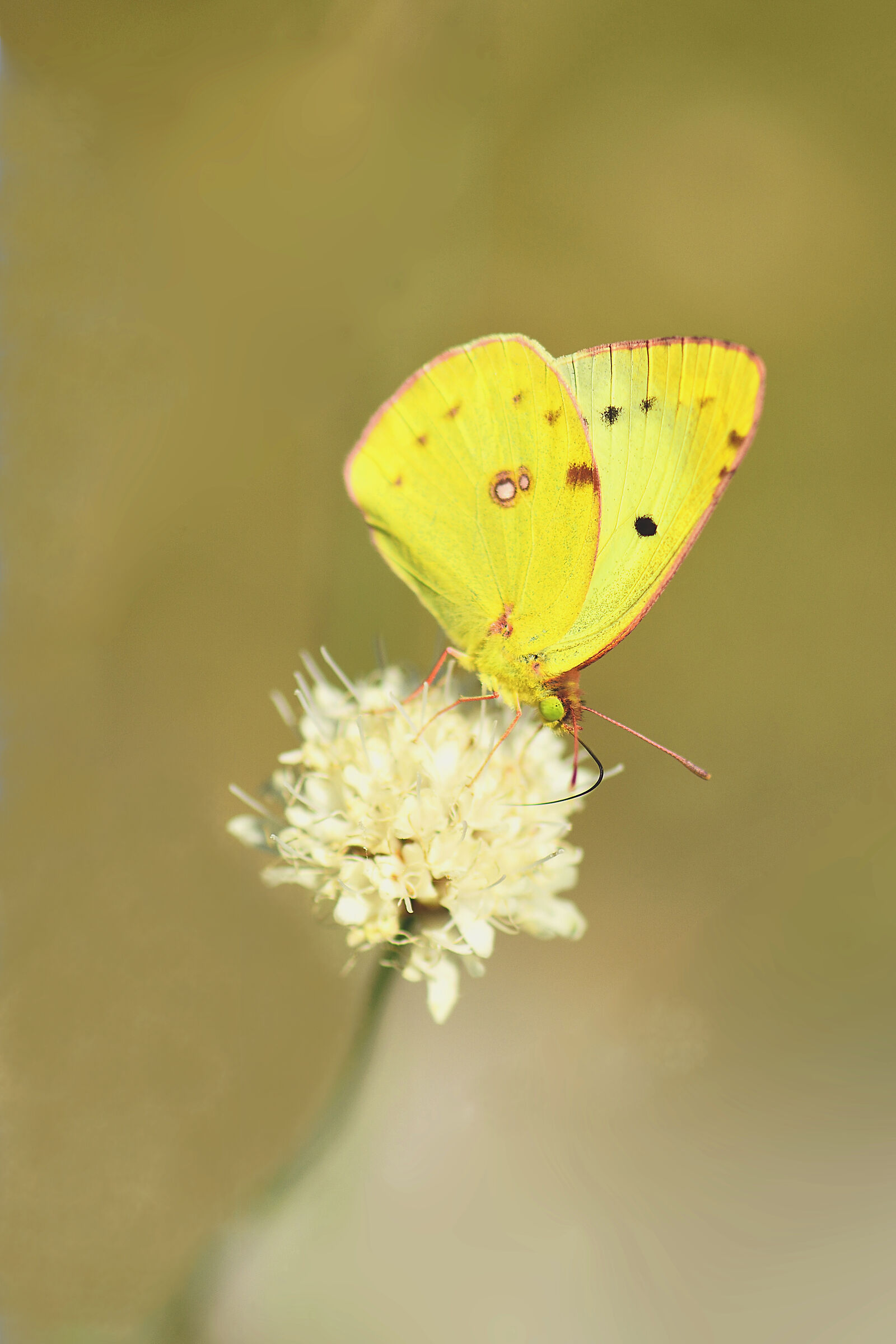 colias crocea
