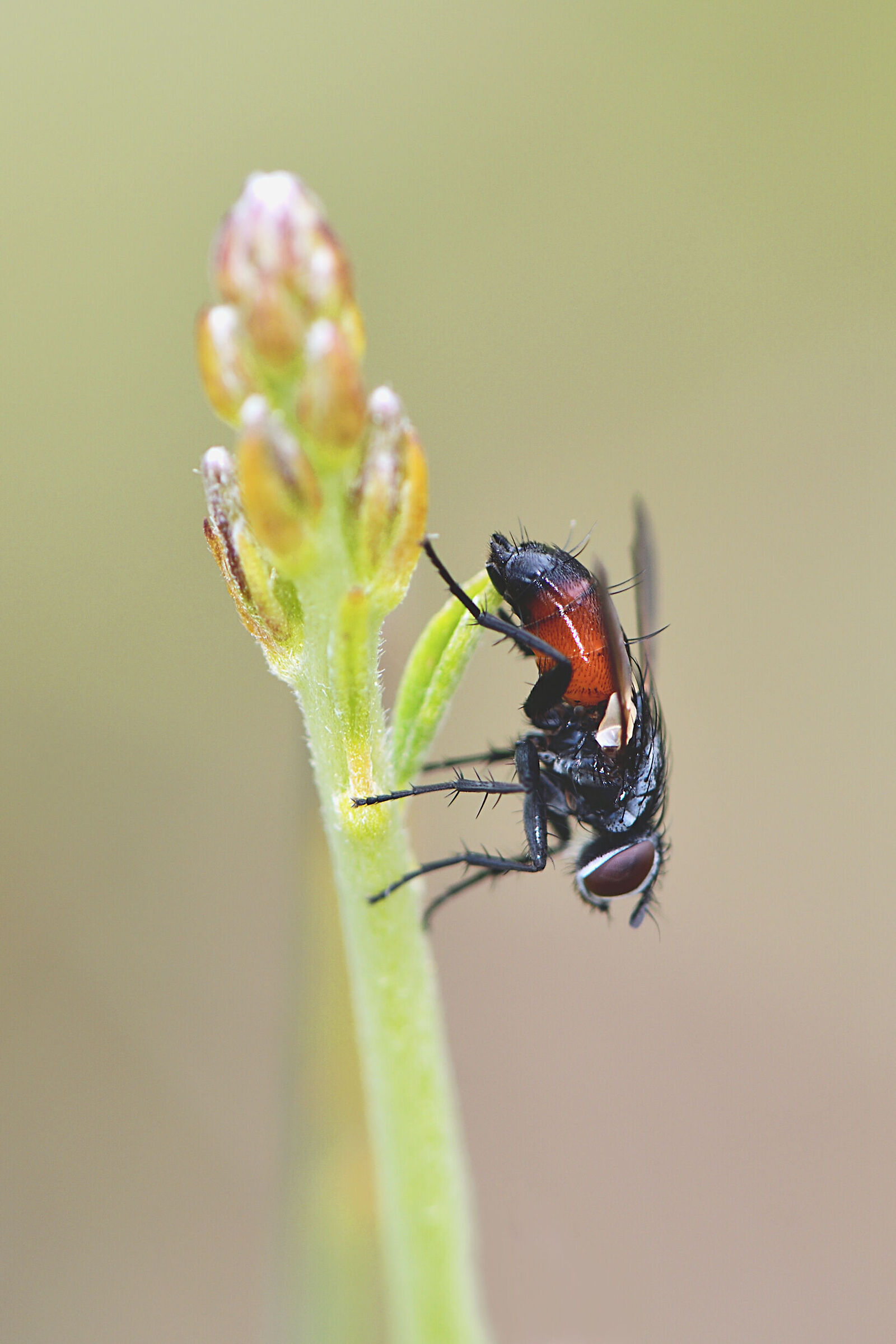 cylindromia
