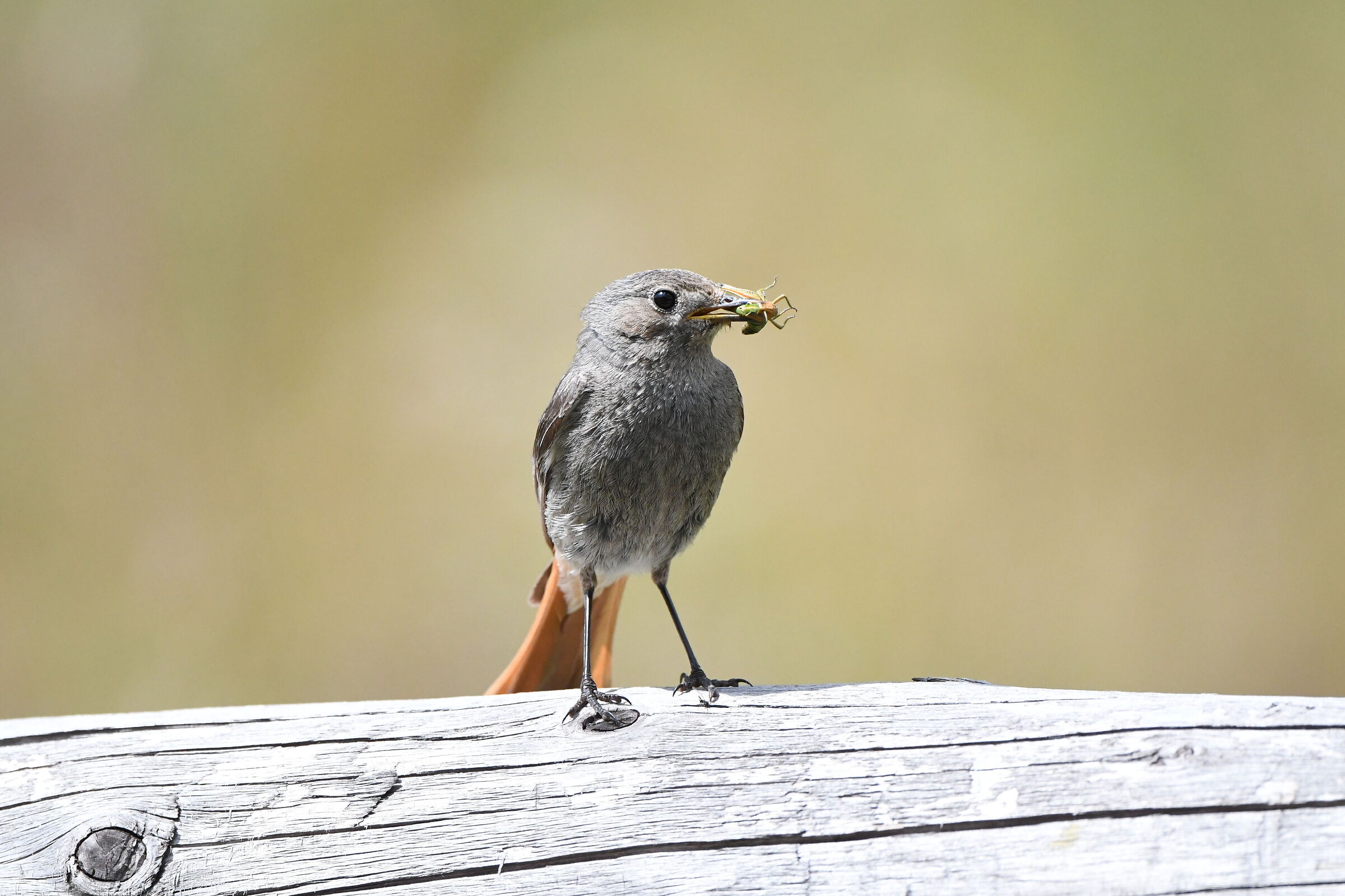 codirosso fireplace sweep