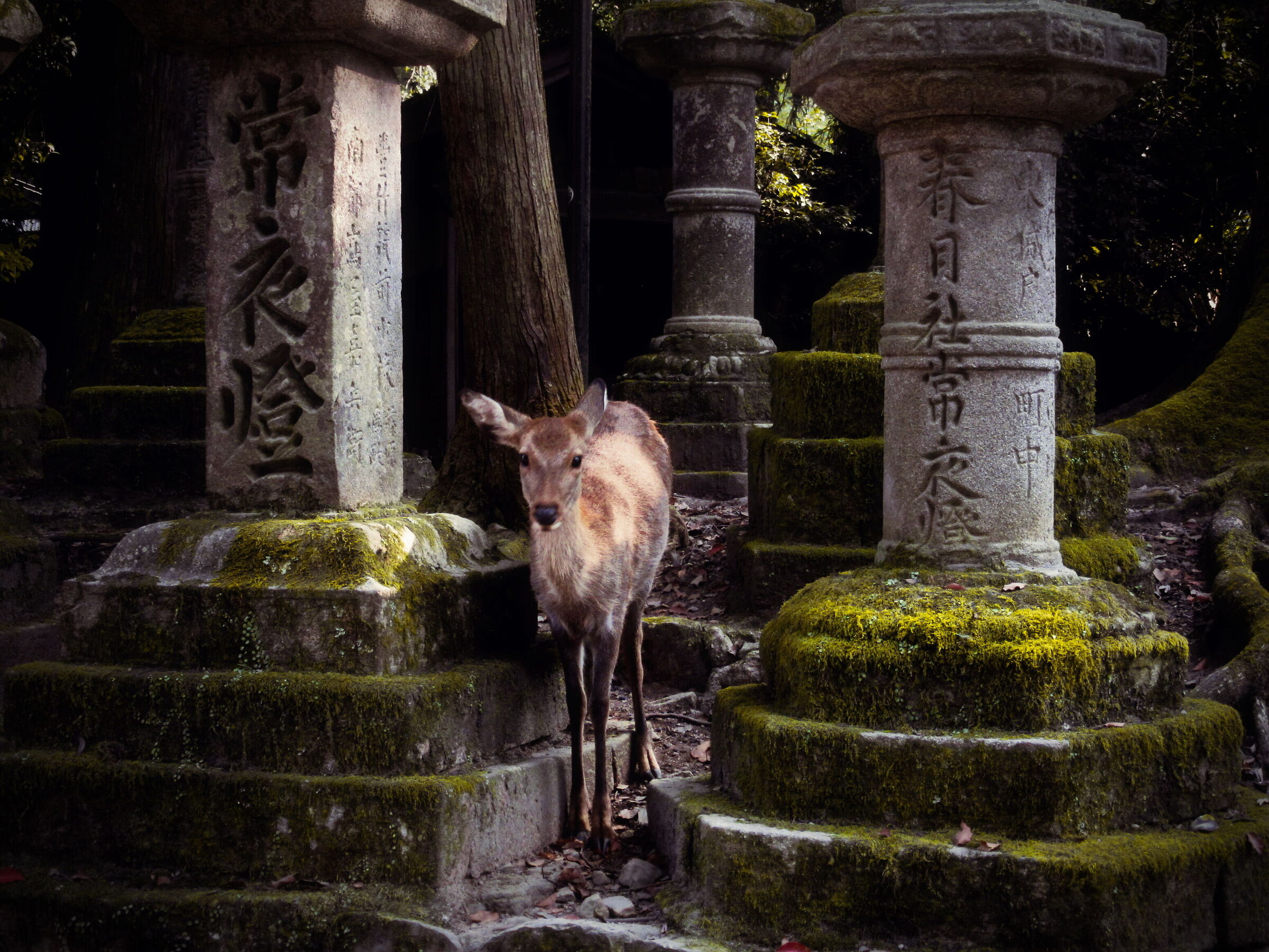 Nara Park