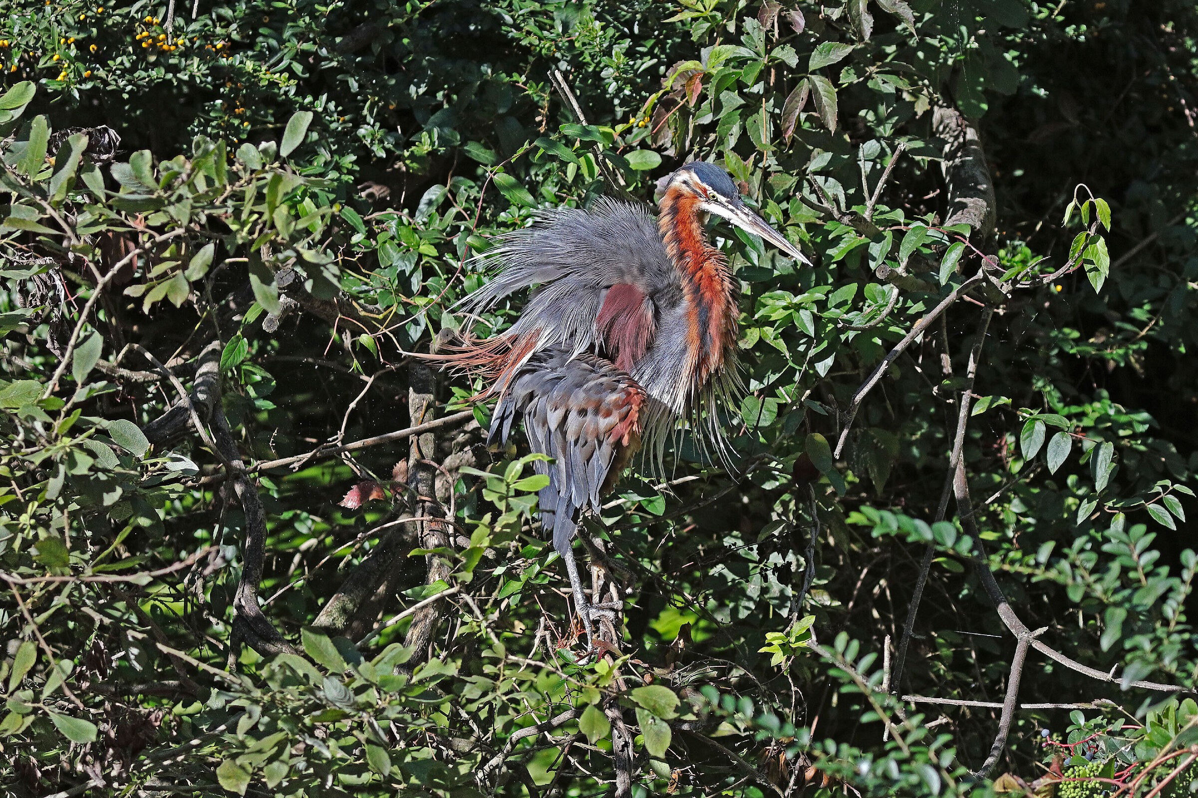 La sgrullata del Rosso