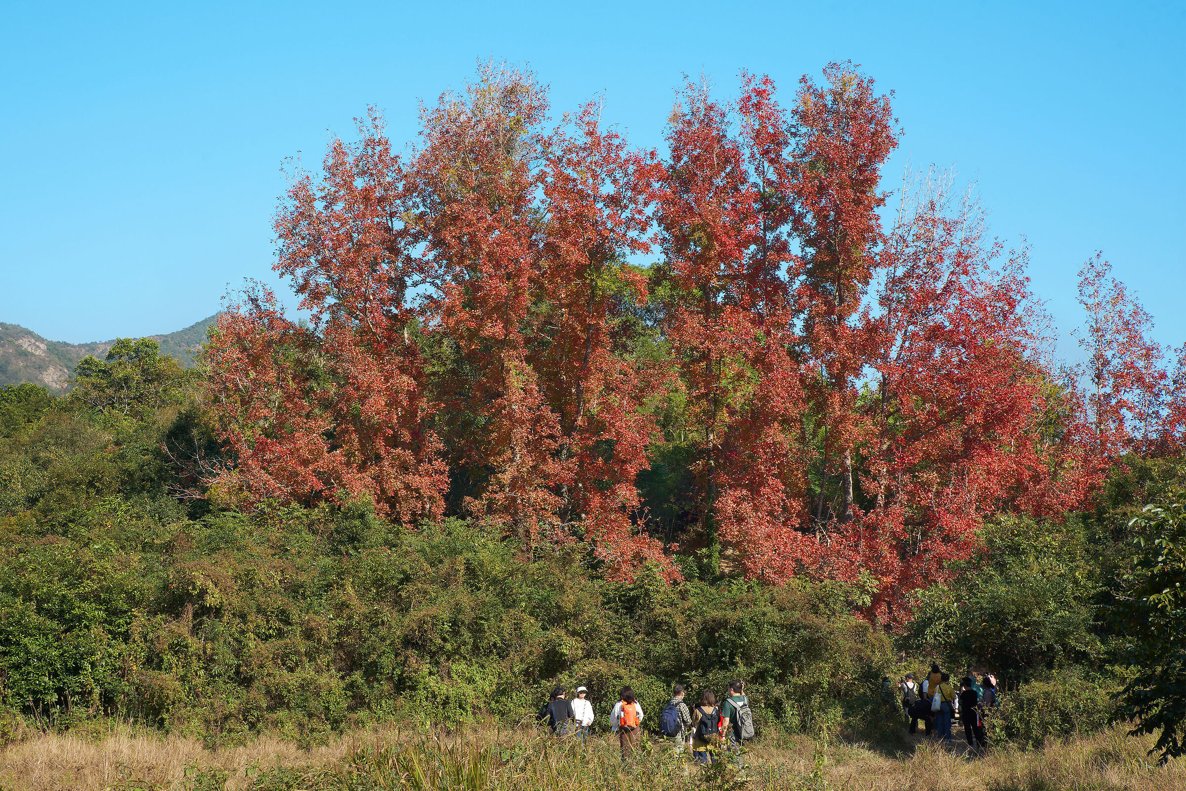 King of Sweetgum