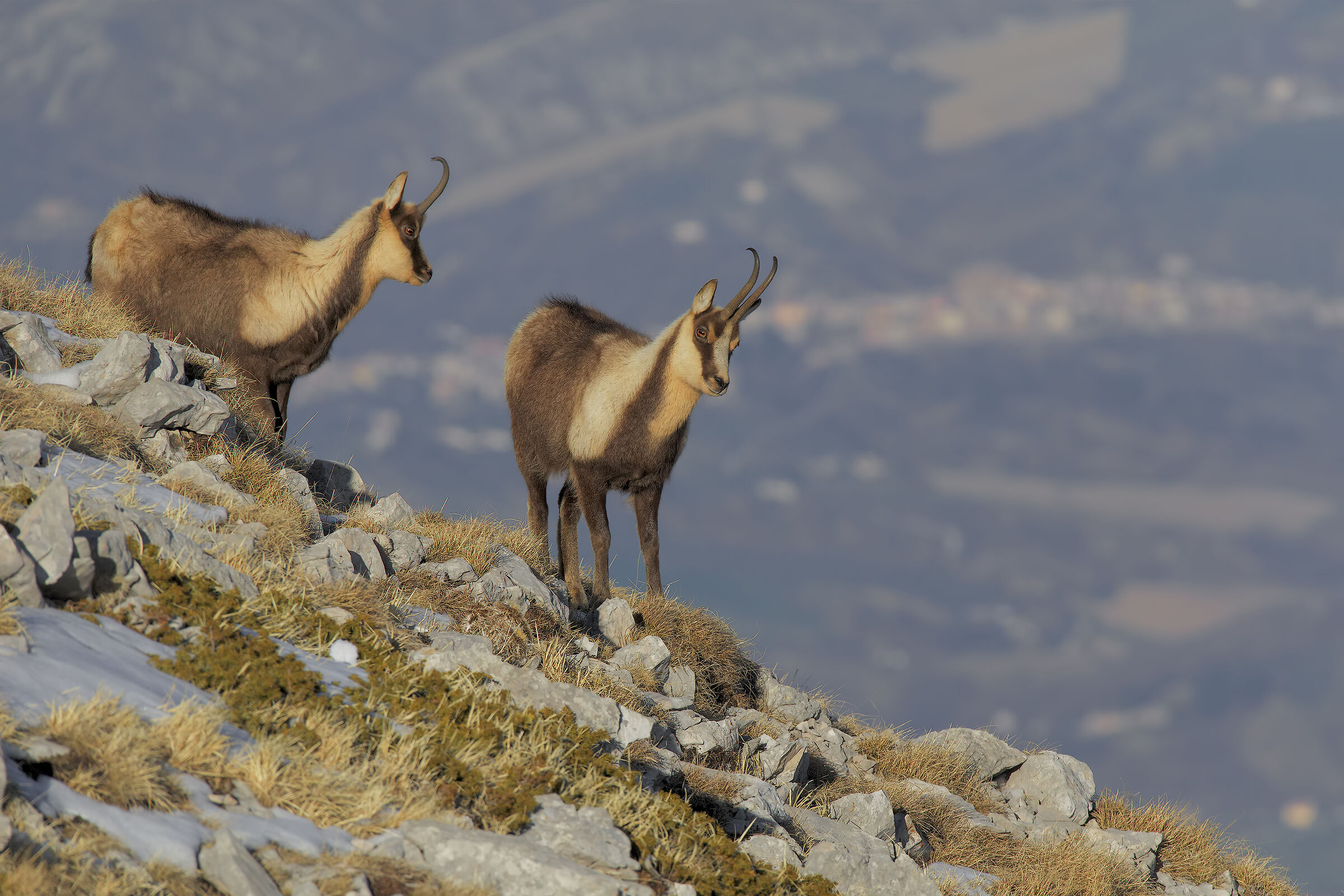 Camoscio appenninico