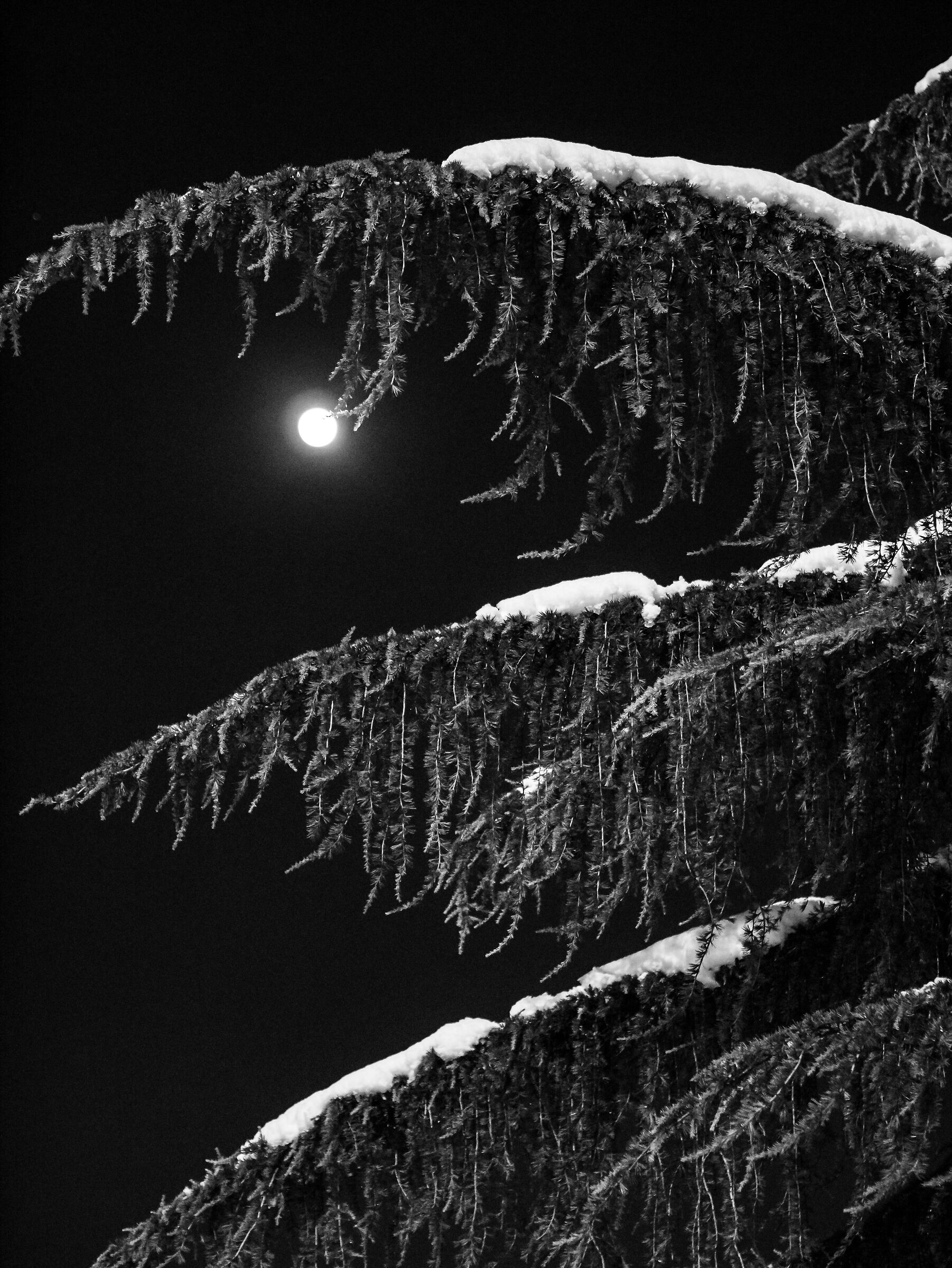Among the branches the moon