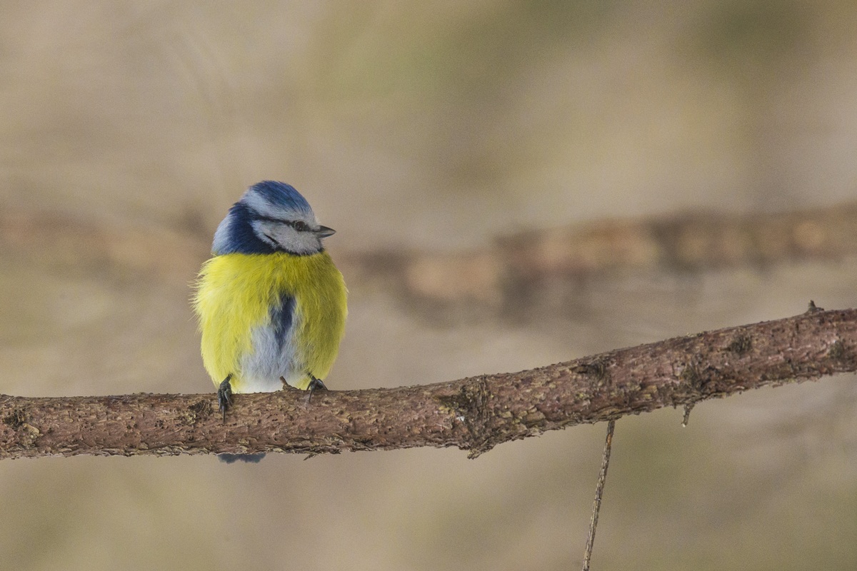Blue Tit