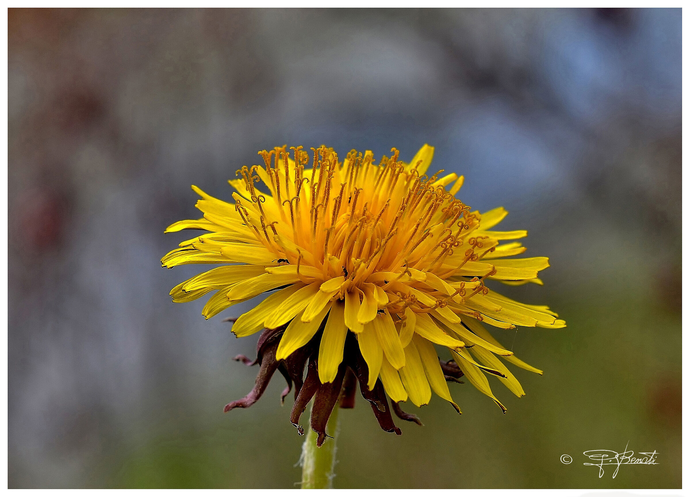 Dandelion with guests
